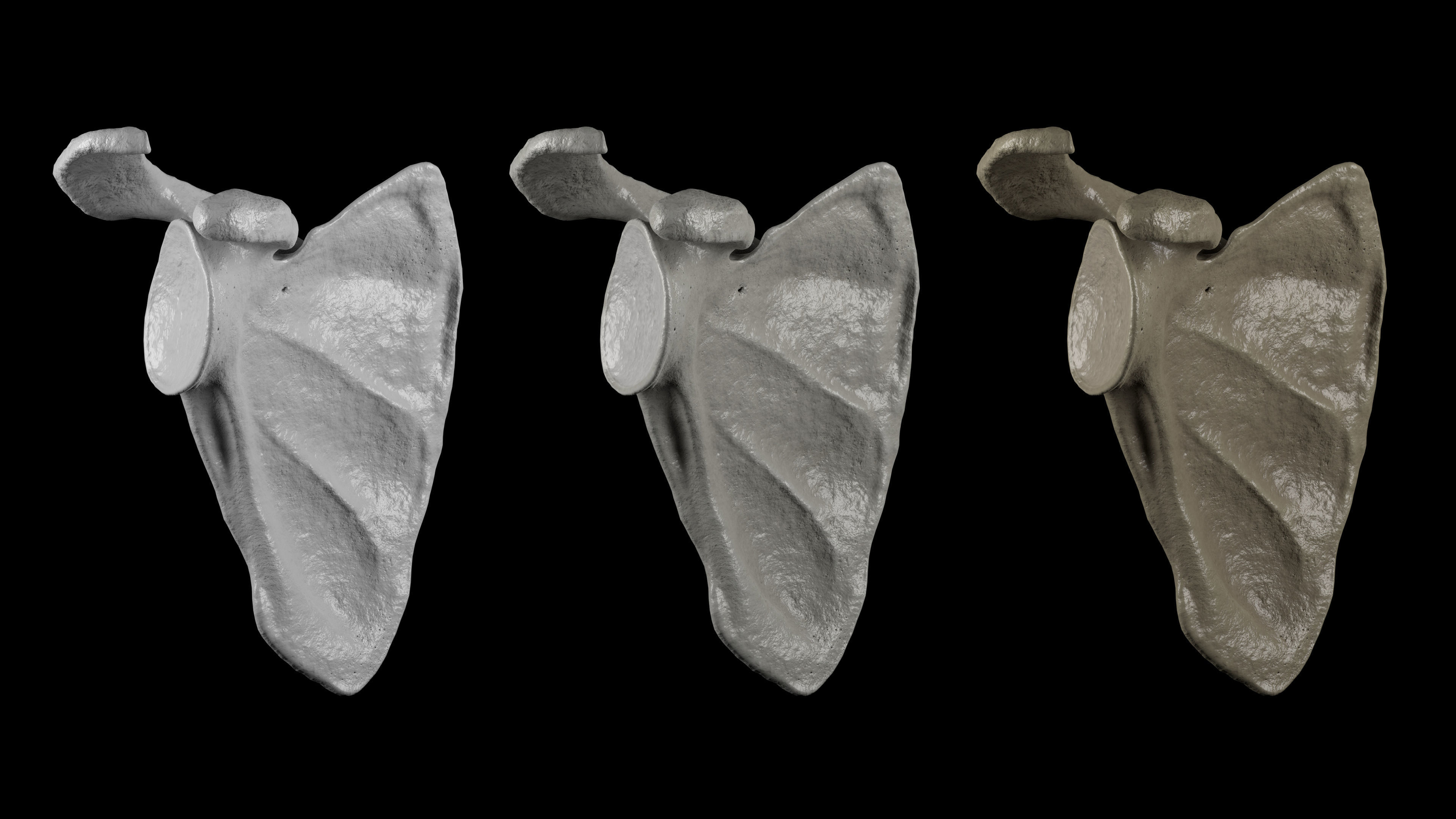 Human Scapula Low-poly 3D model_3