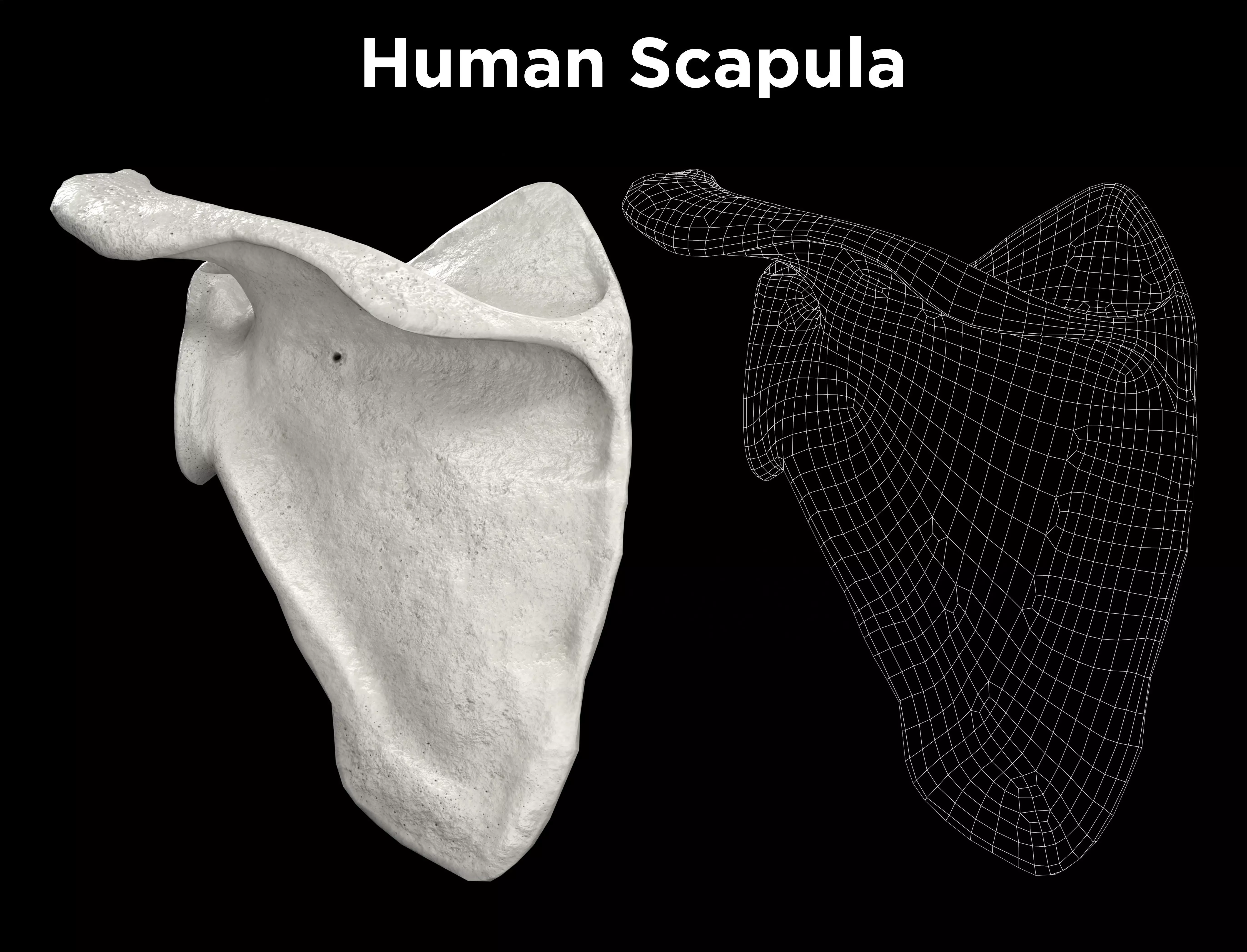 Human Scapula Low-poly 3D model_0