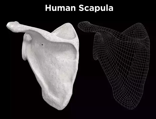 Human Scapula