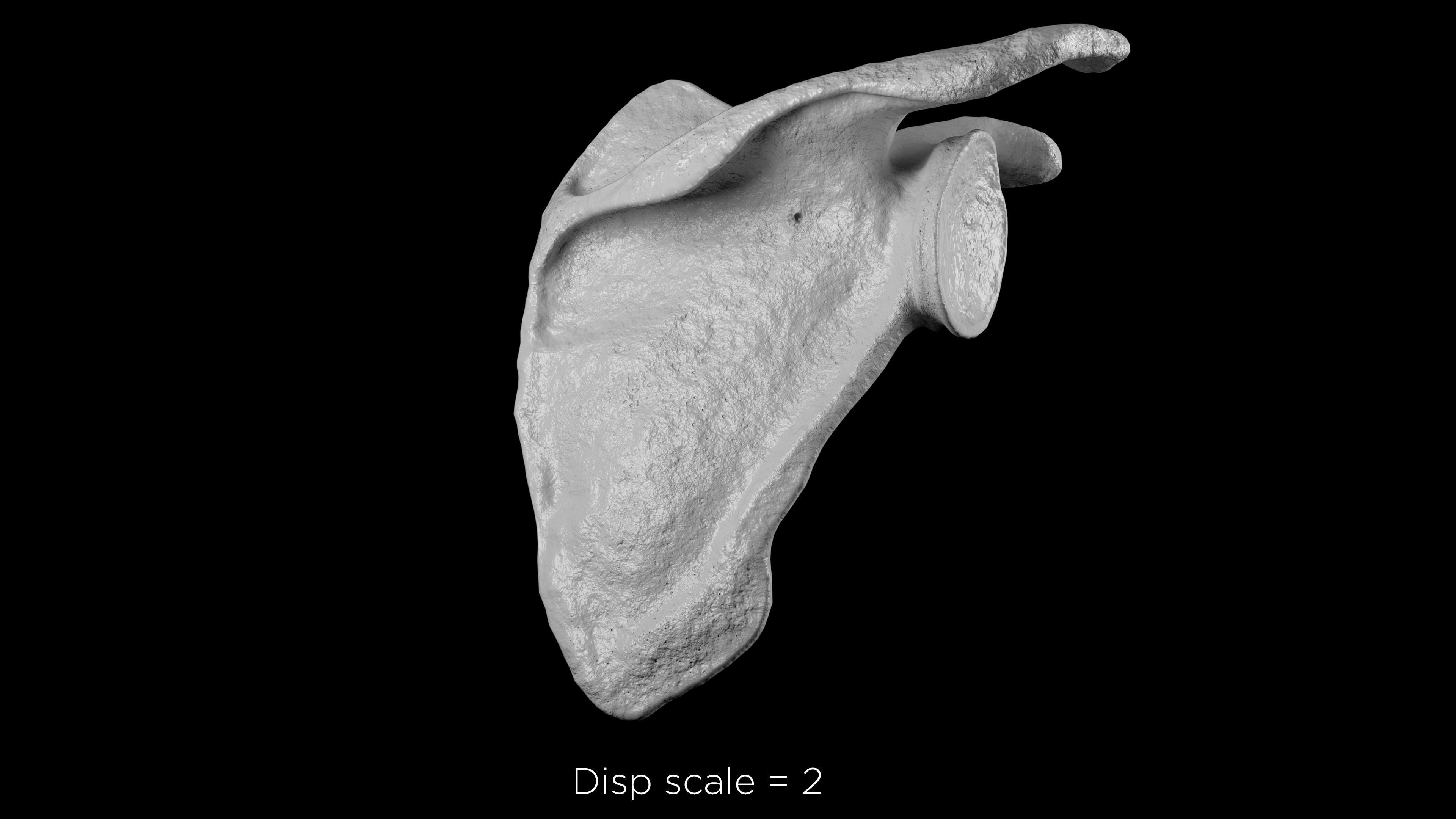 Human Scapula Low-poly 3D model_10