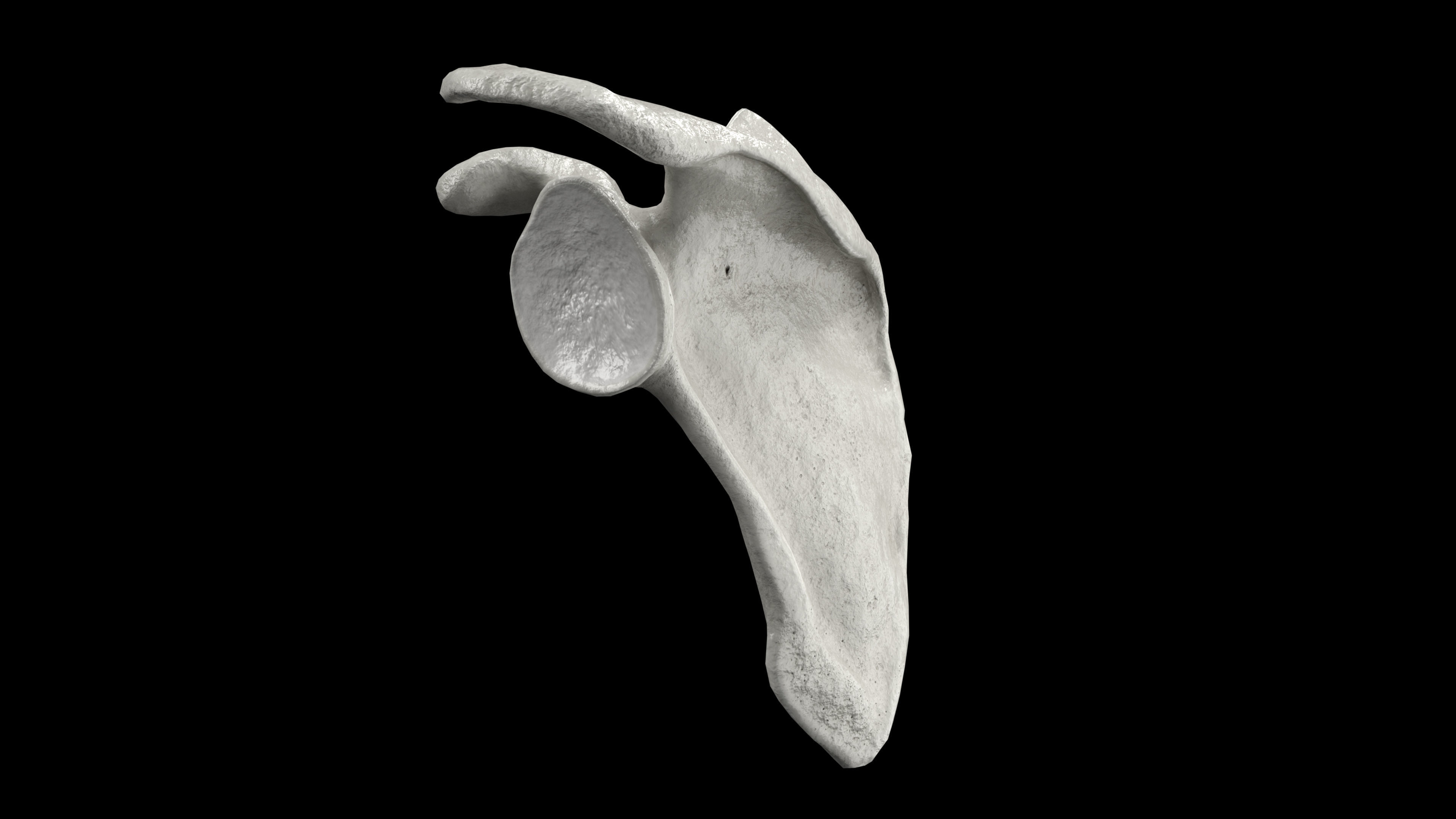 Human Scapula Low-poly 3D model_15