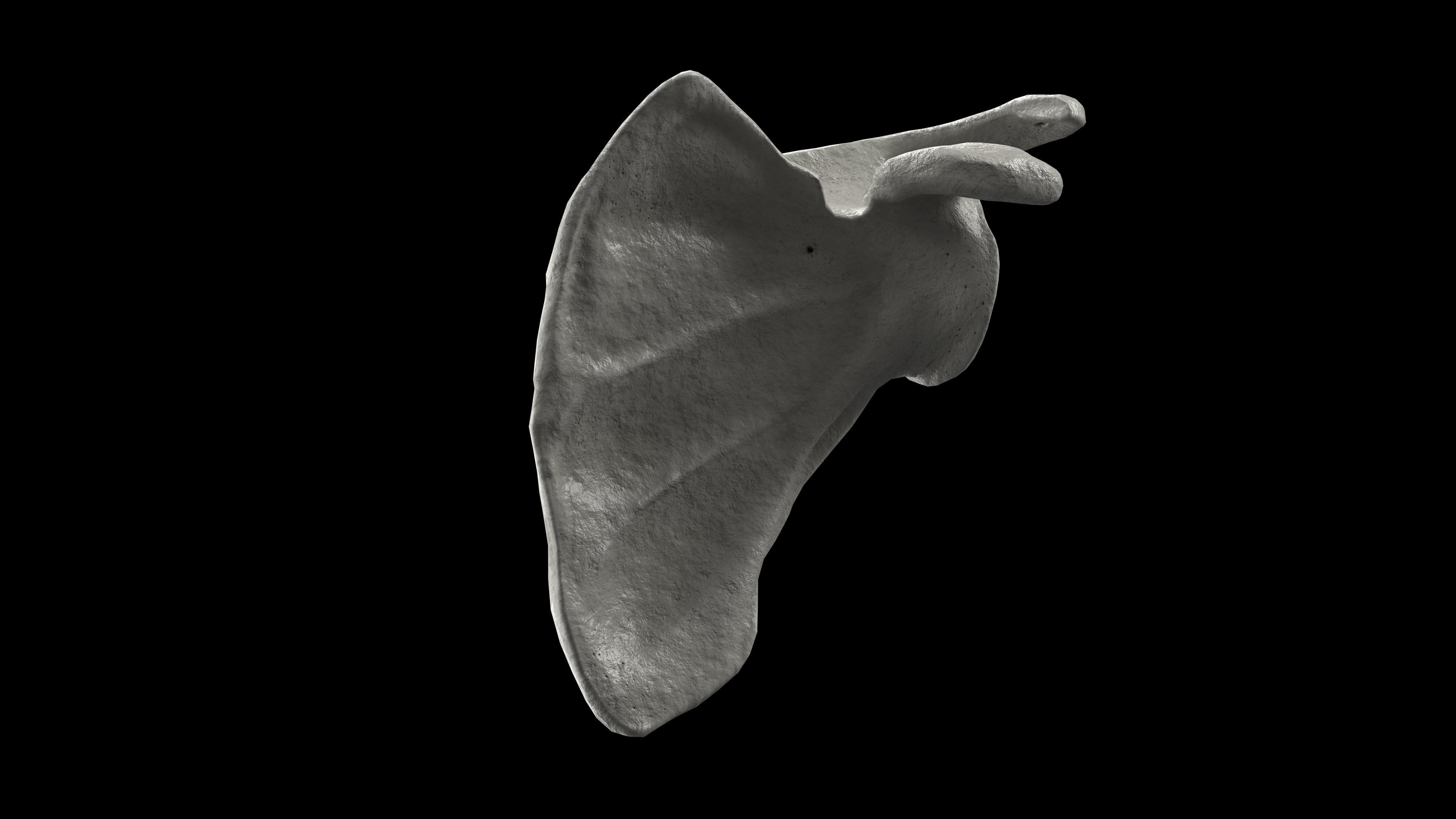 Human Scapula Low-poly 3D model_17