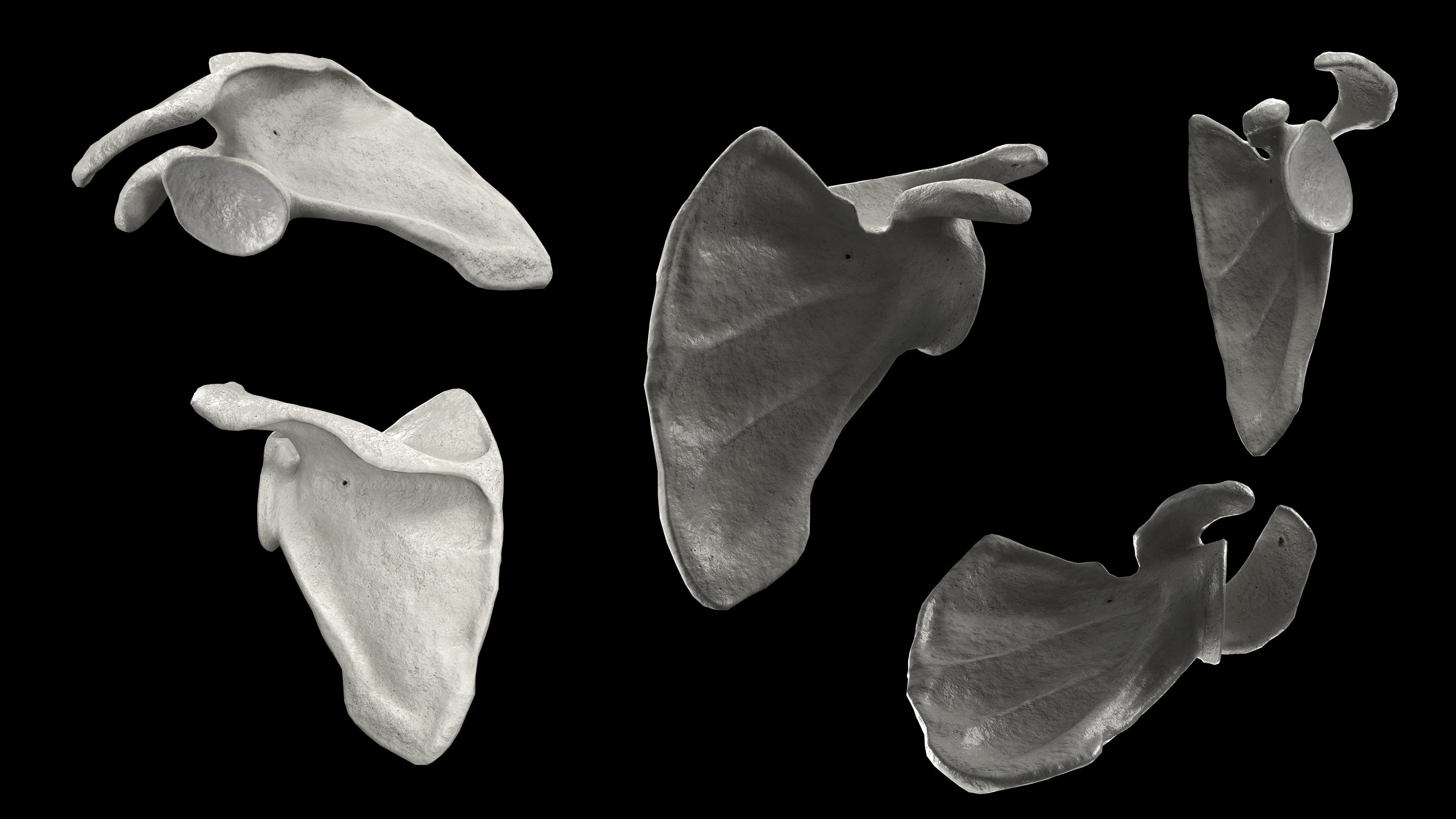 Human Scapula Low-poly 3D model_11