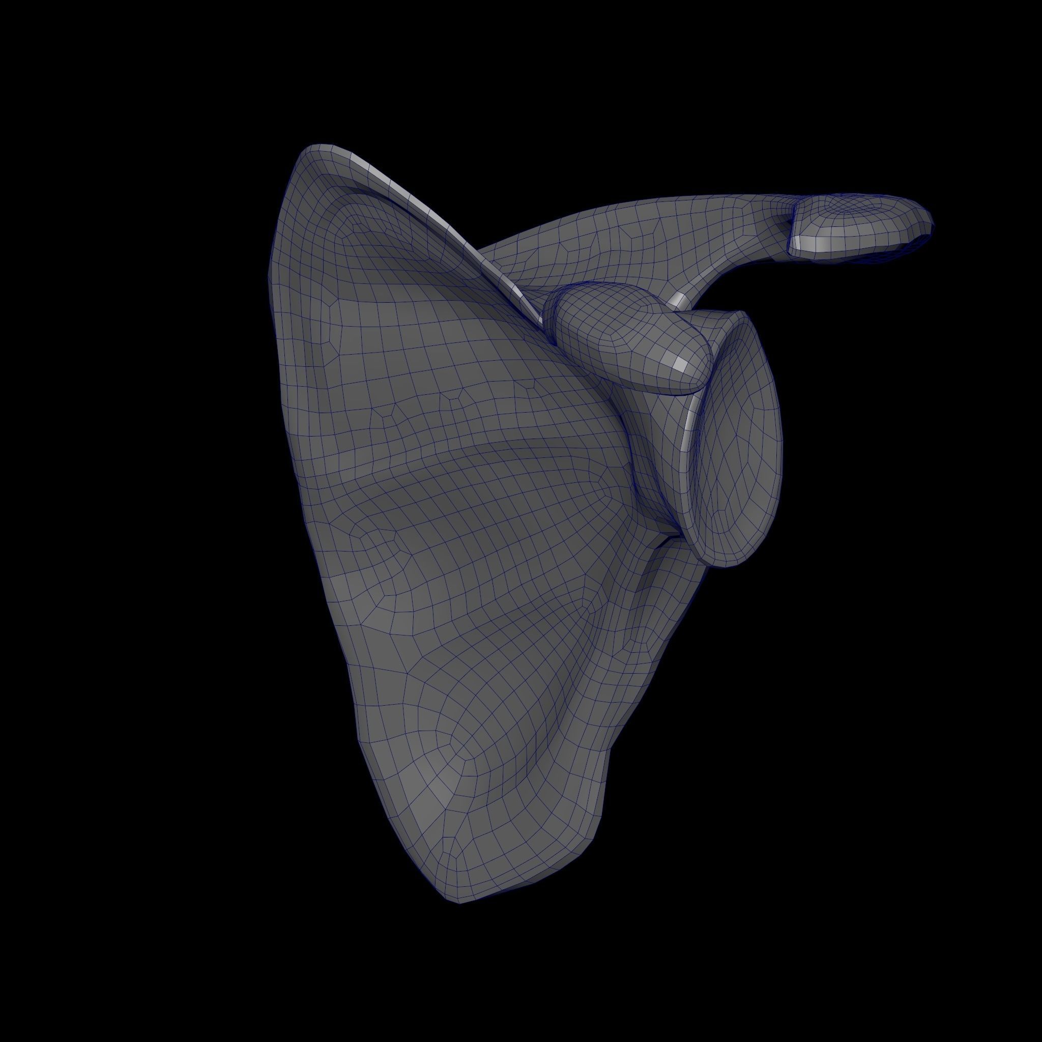 Human Scapula Low-poly 3D model_25