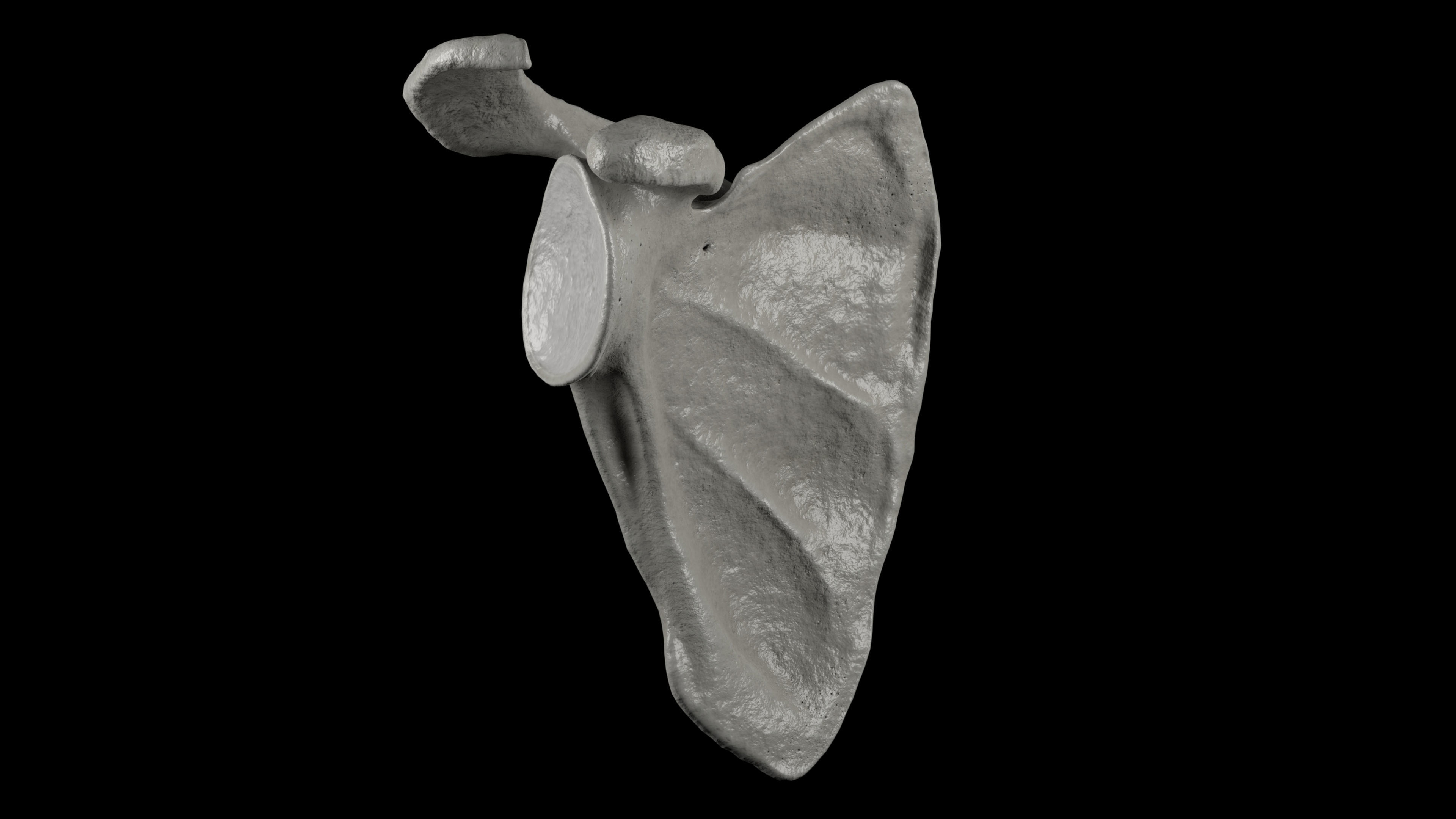 Human Scapula Low-poly 3D model_5