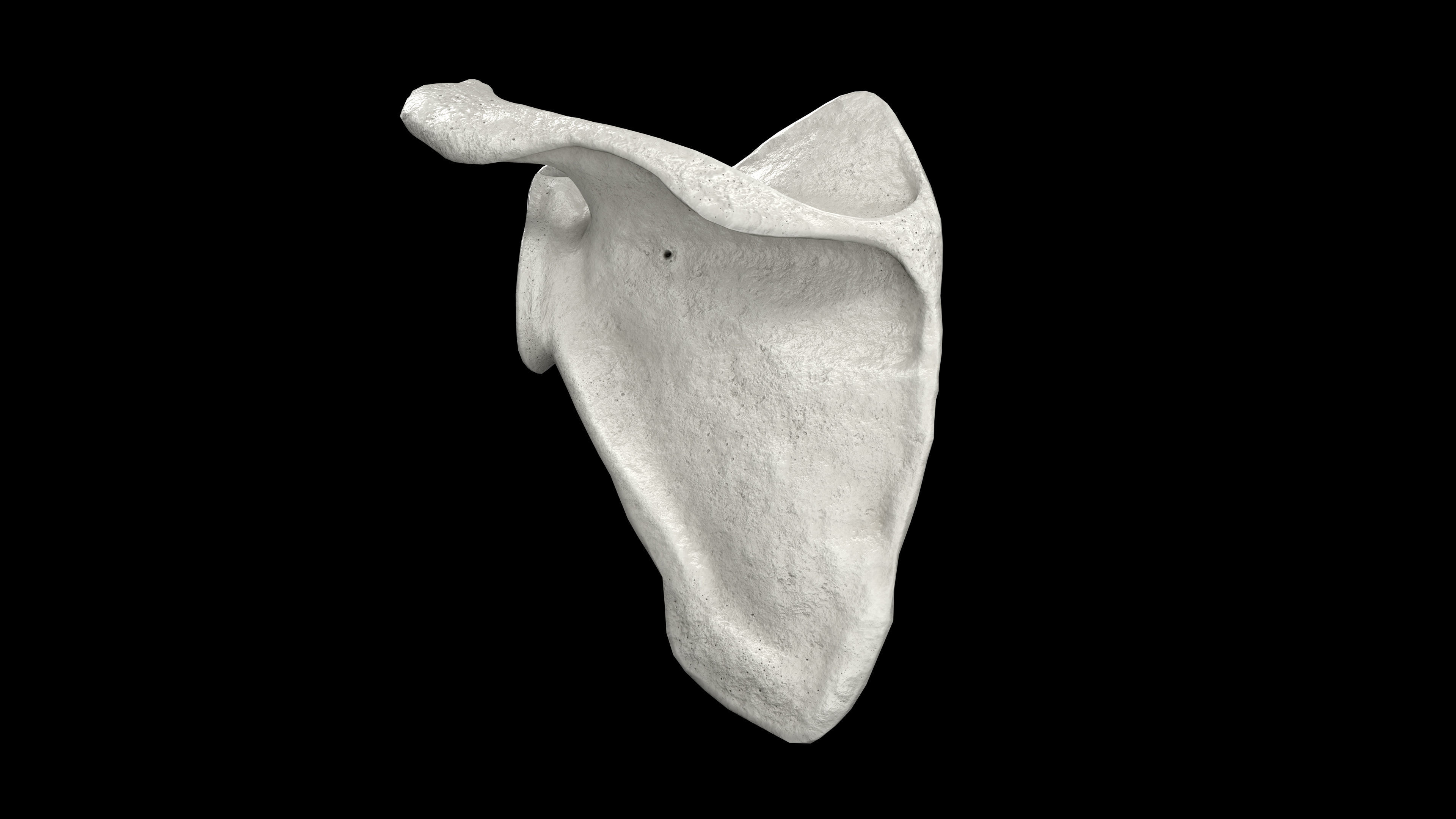 Human Scapula Low-poly 3D model_12