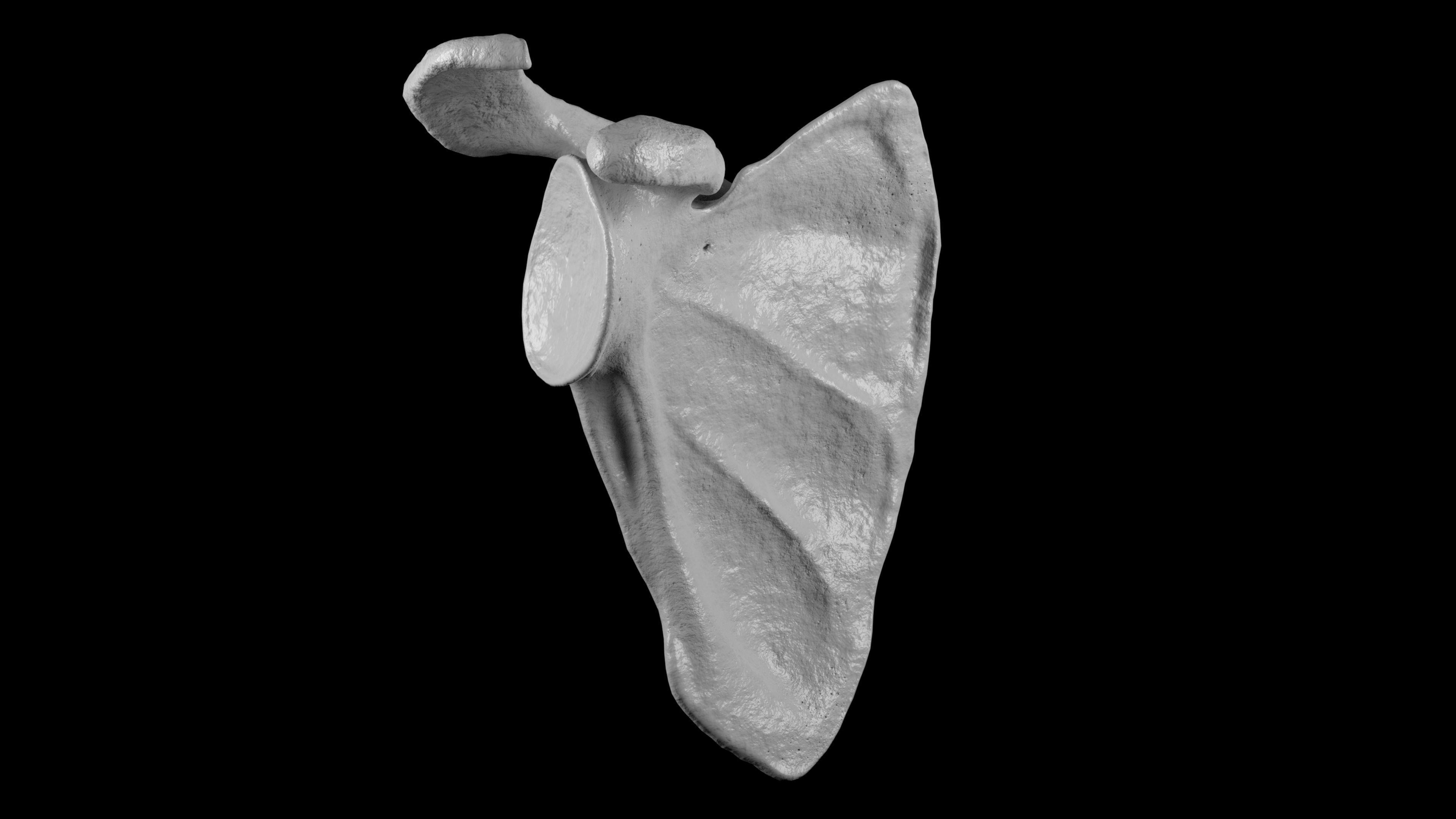 Human Scapula Low-poly 3D model_4