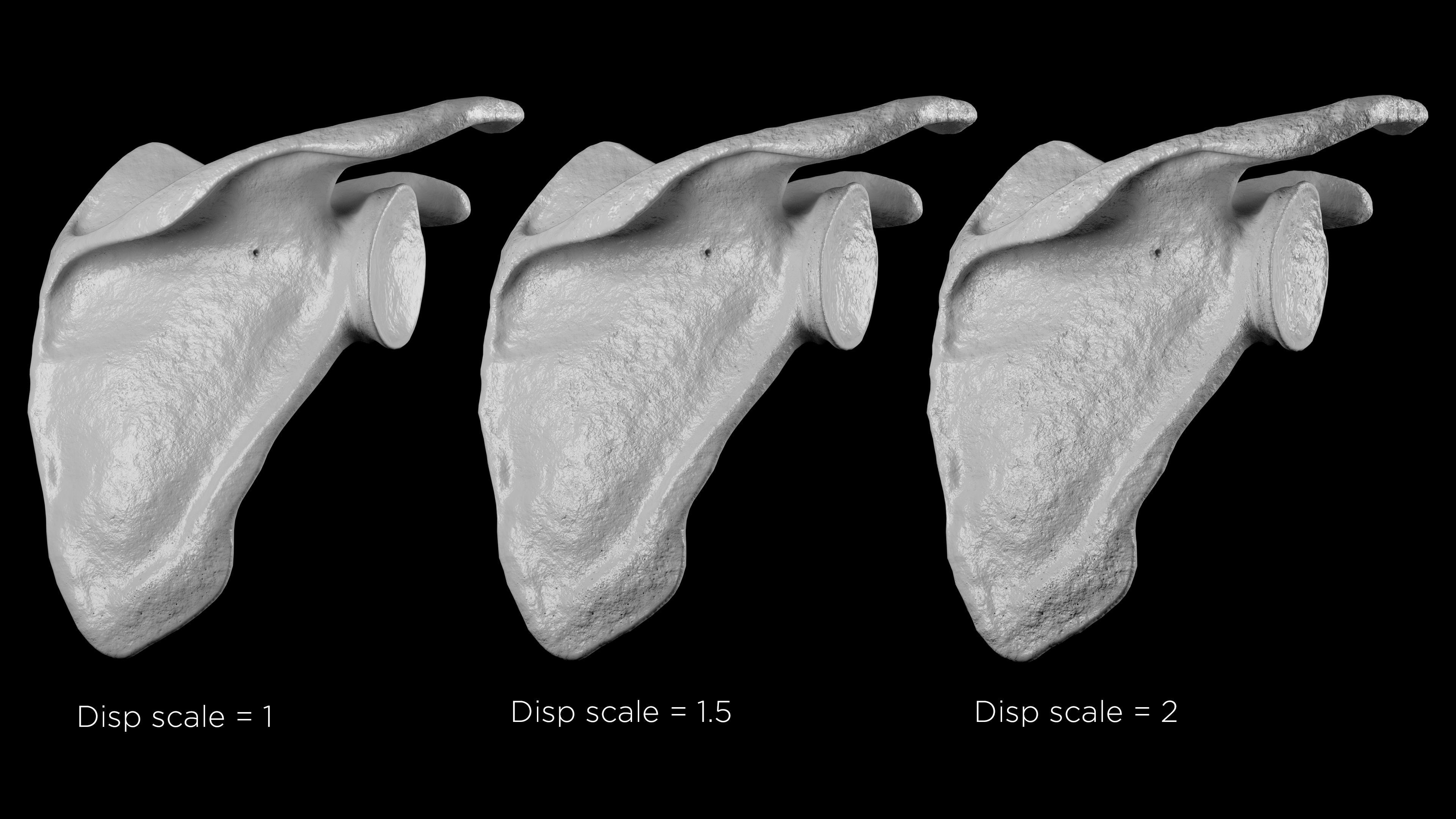 Human Scapula Low-poly 3D model_7