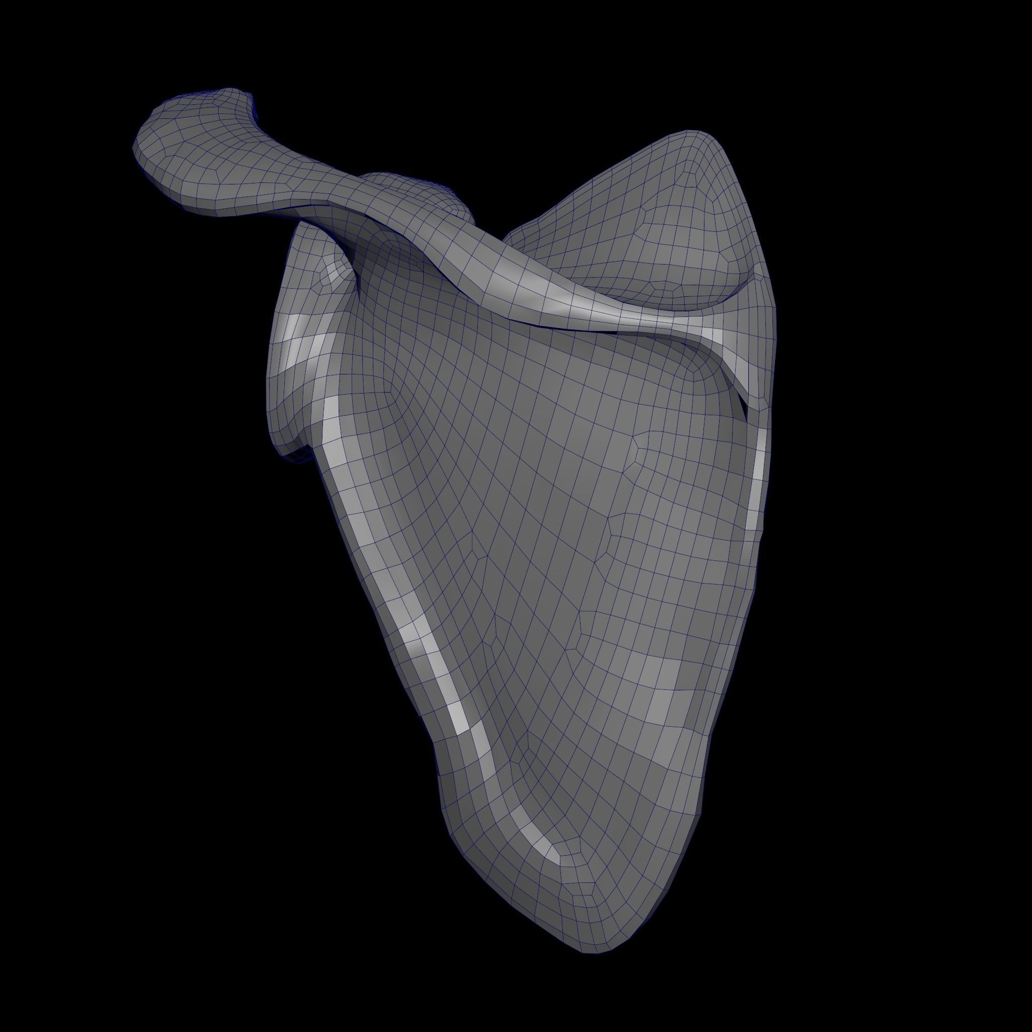 Human Scapula Low-poly 3D model_19