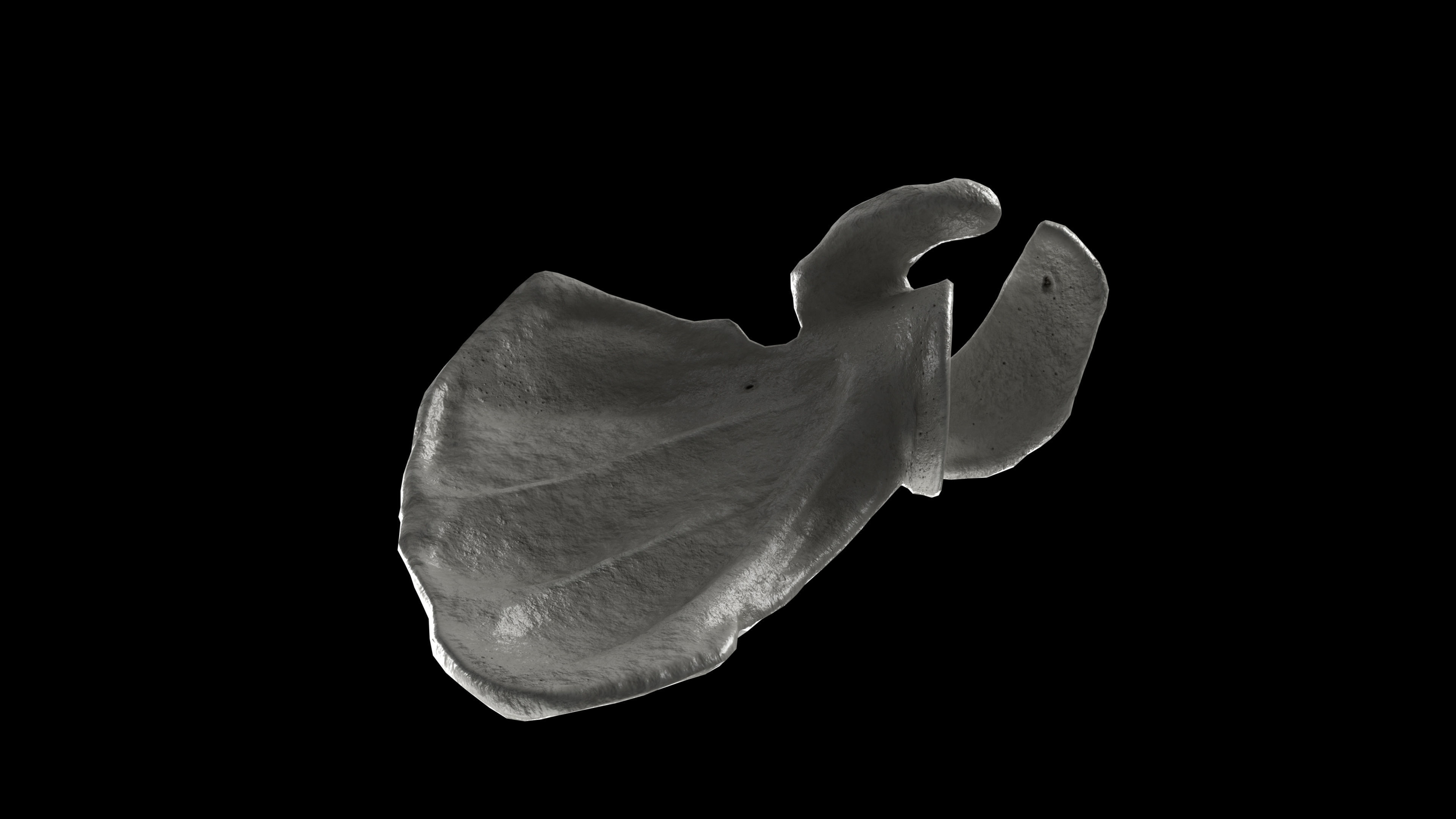 Human Scapula Low-poly 3D model_14