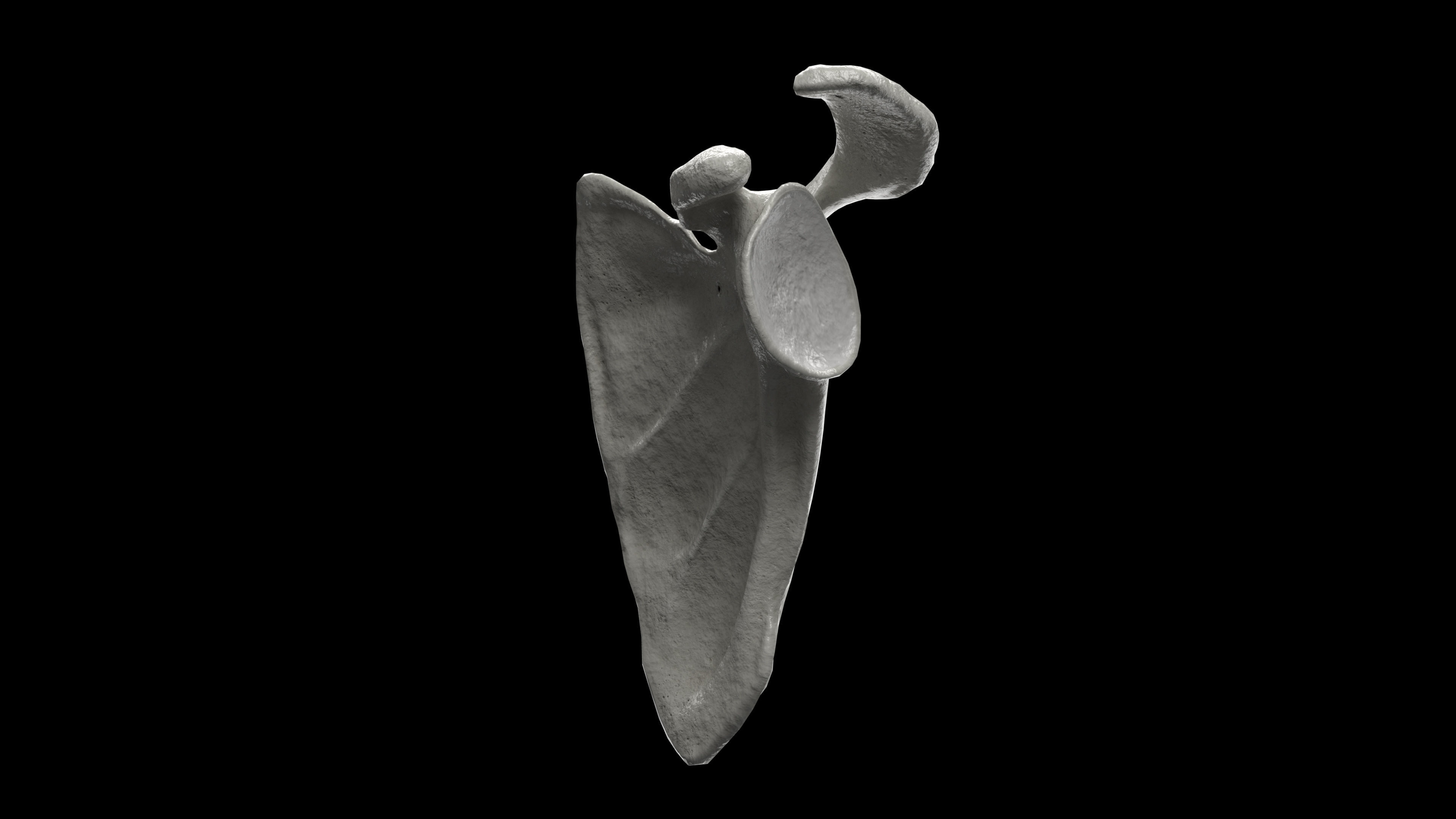 Human Scapula Low-poly 3D model_13