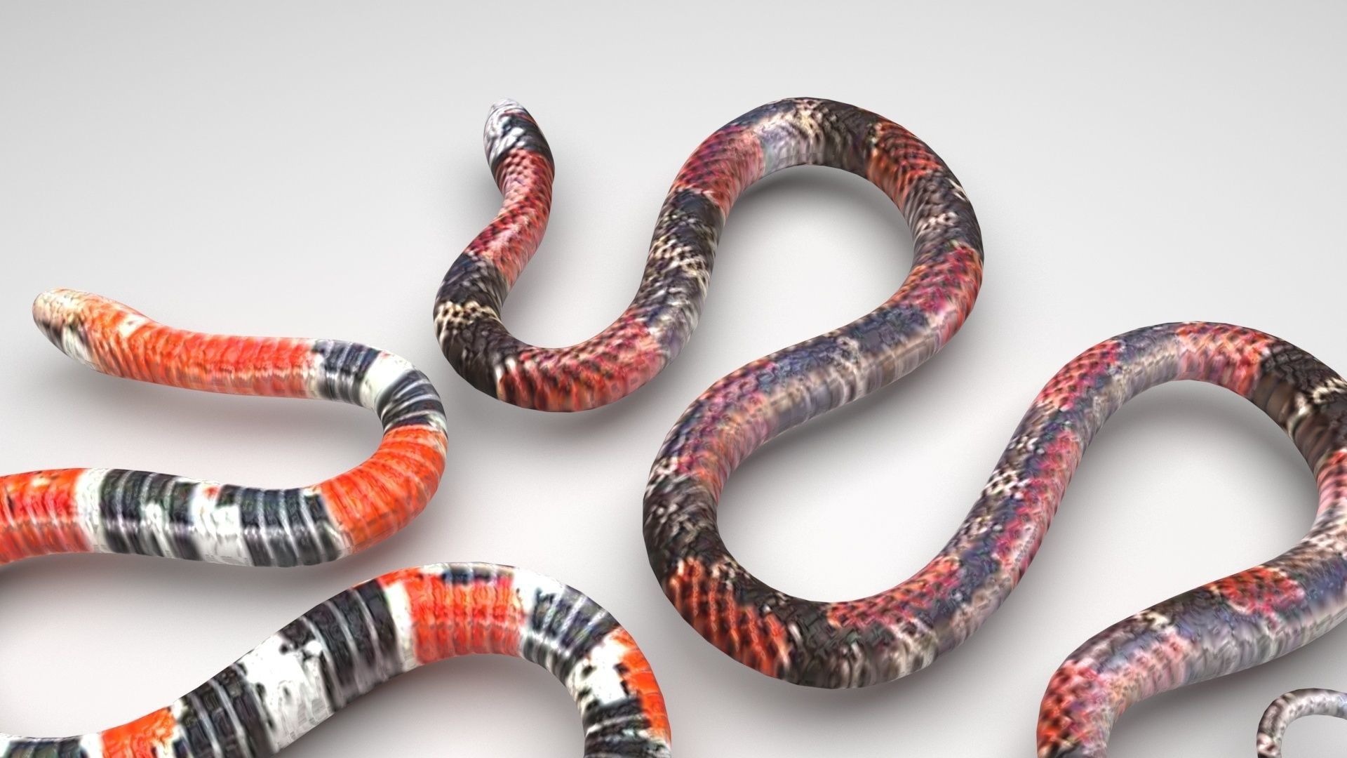 Snakes 3D model_6