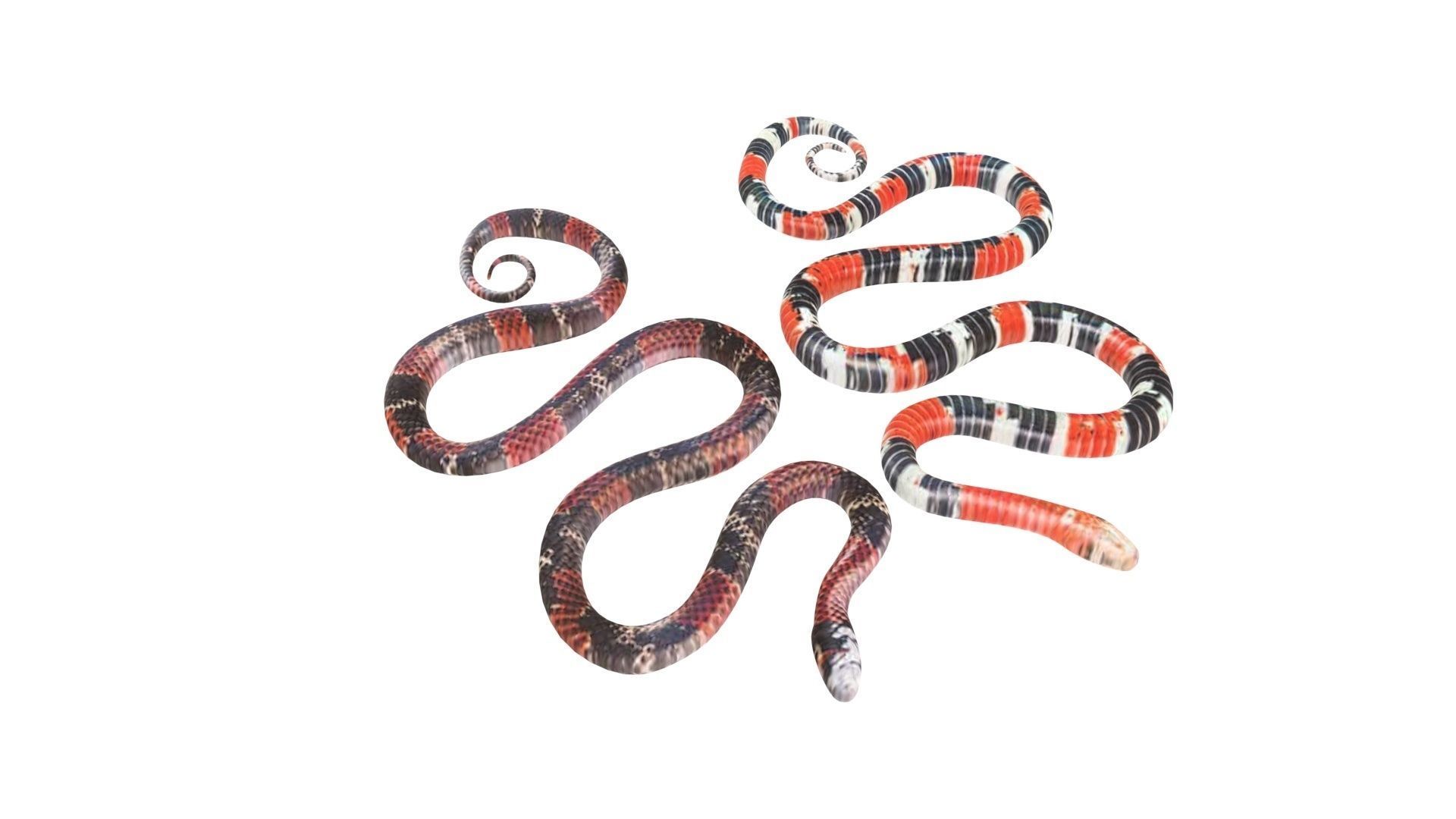 Snakes 3D model_11