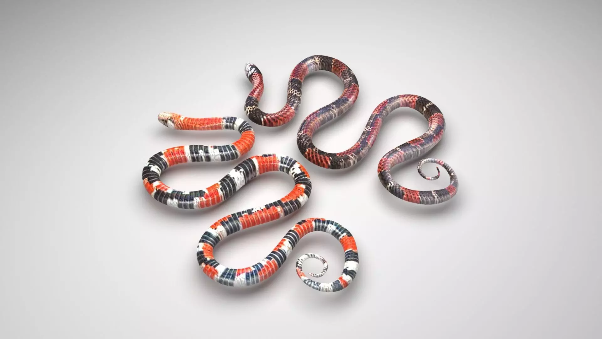 Snakes 3D model_0