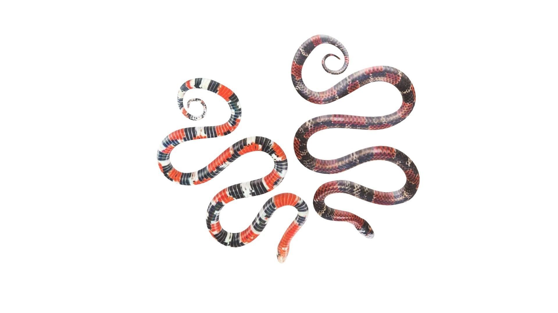 Snakes 3D model_14