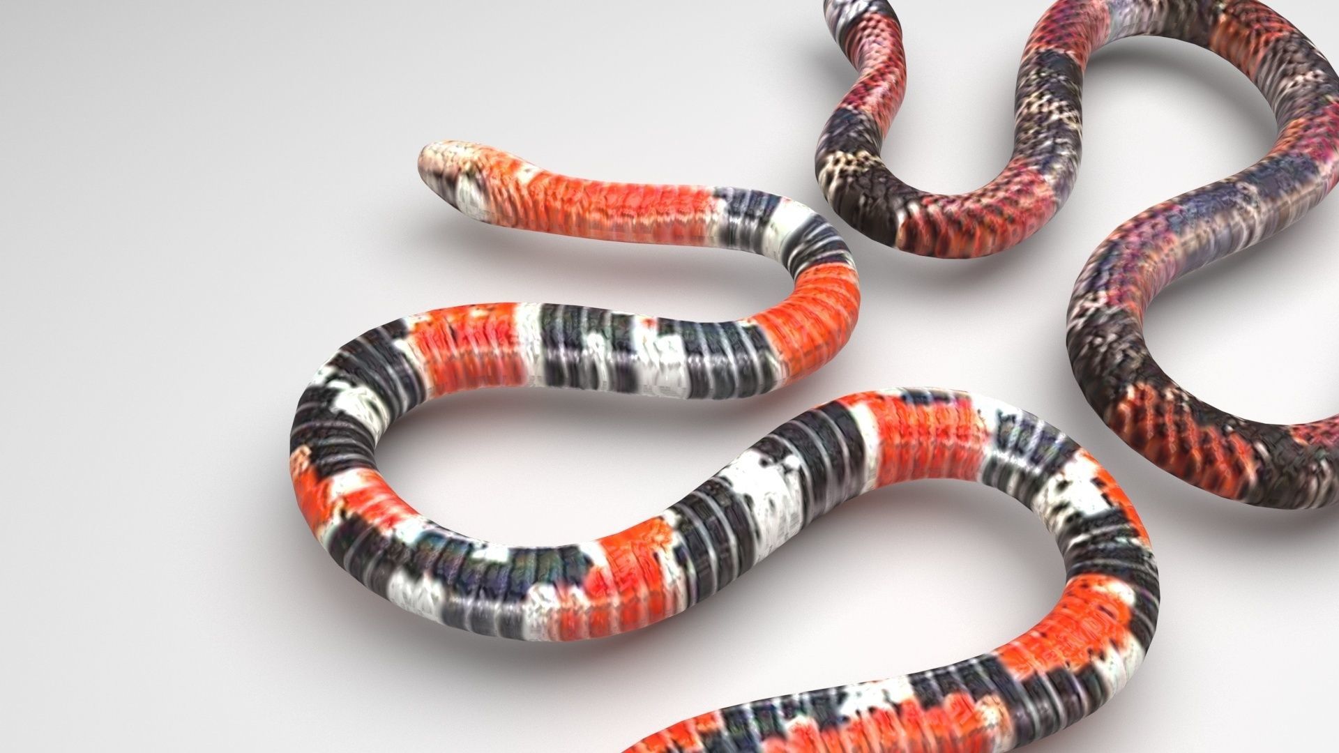 Snakes 3D model_5