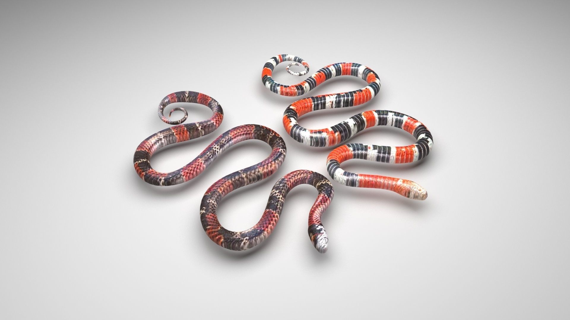 Snakes 3D model_2