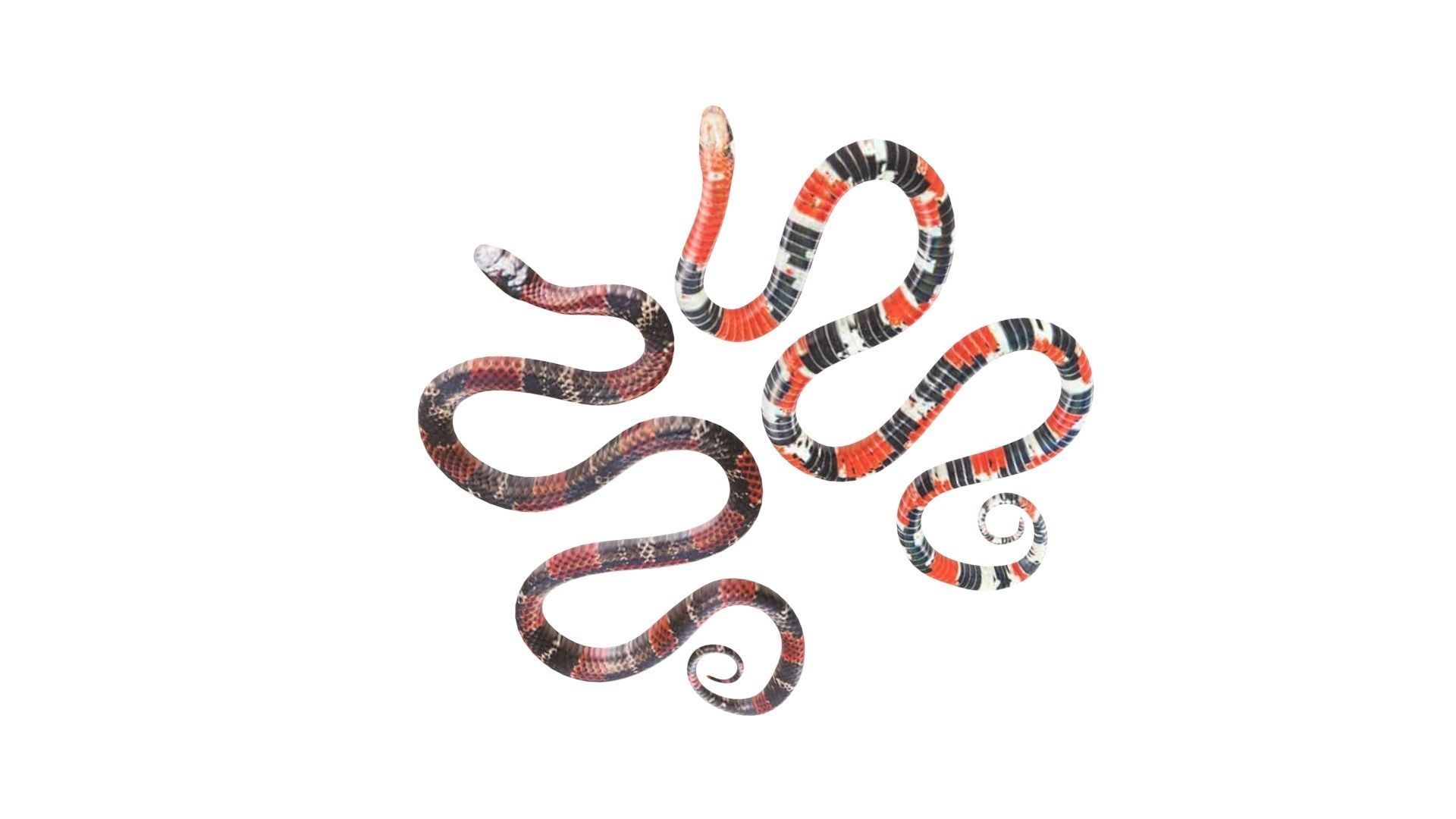 Snakes 3D model_16
