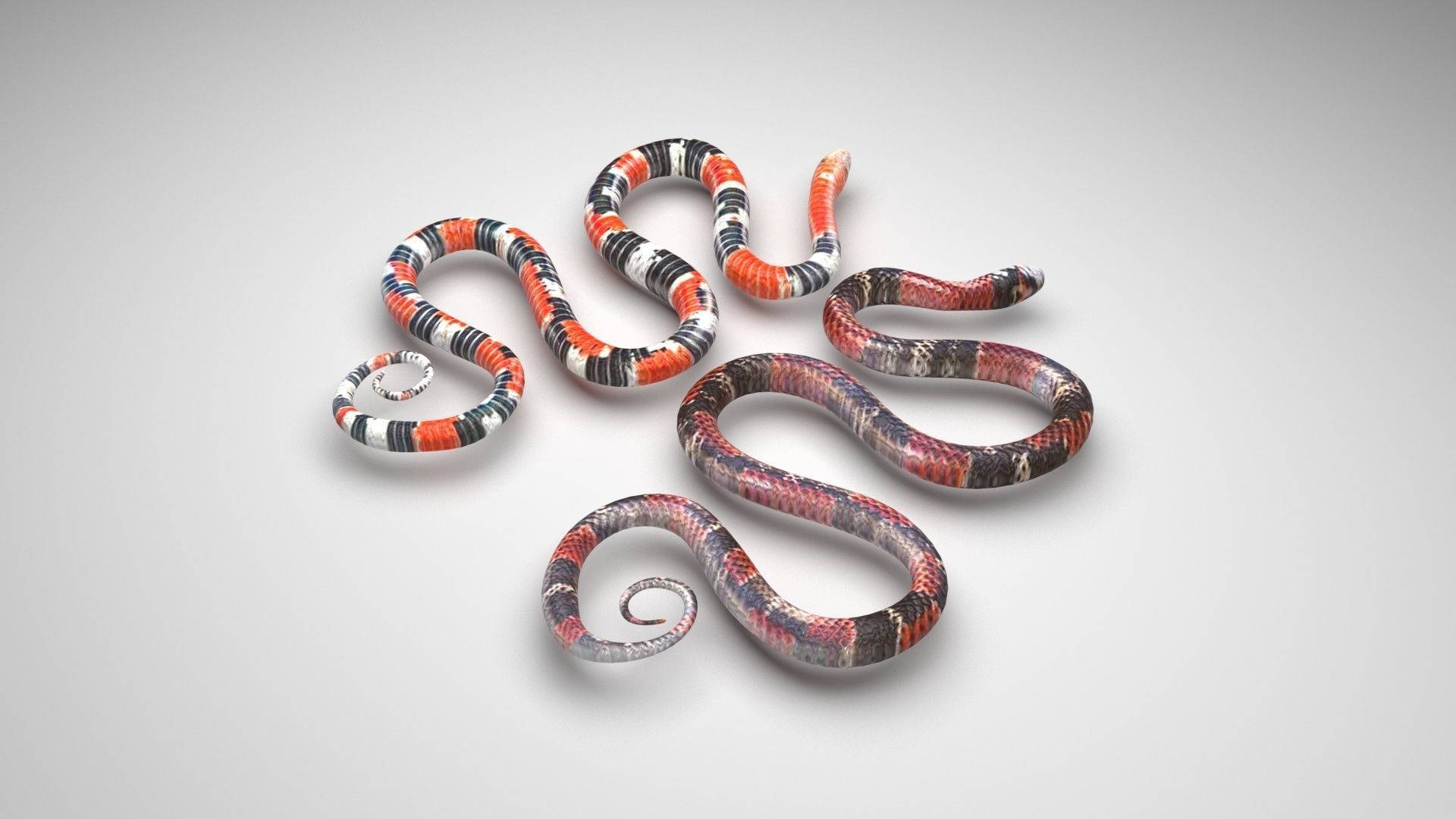 Snakes 3D model_1