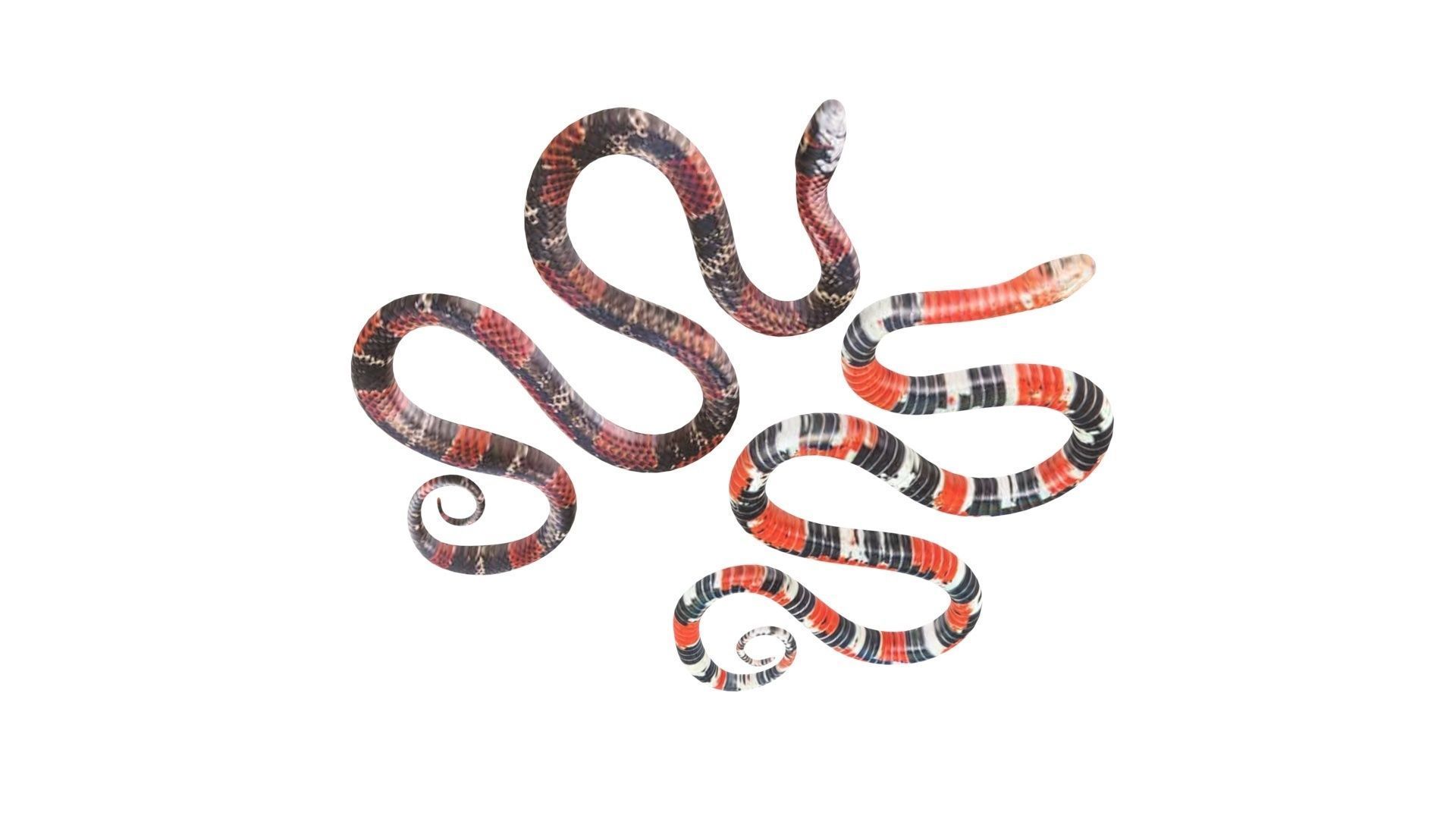 Snakes 3D model_15
