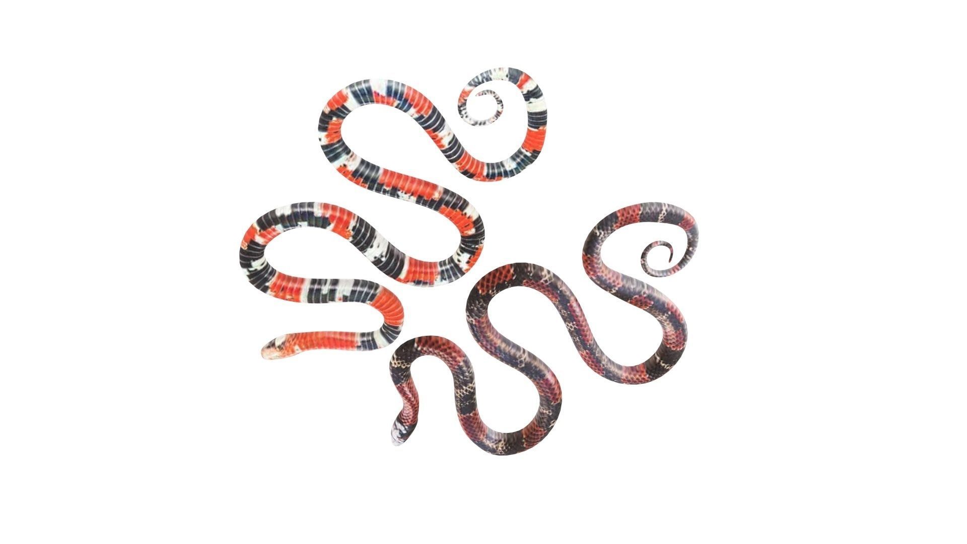 Snakes 3D model_13