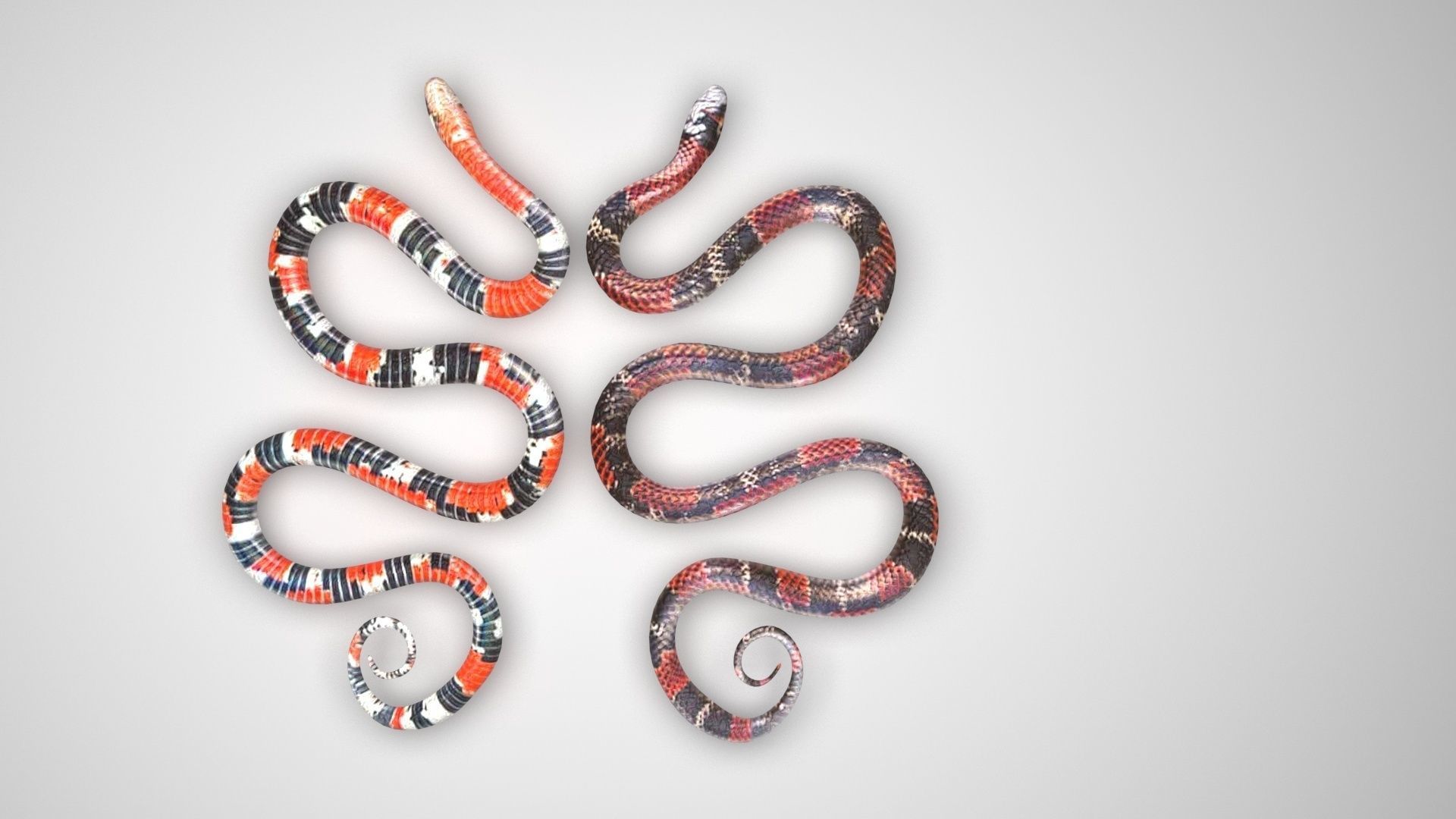 Snakes 3D model_8