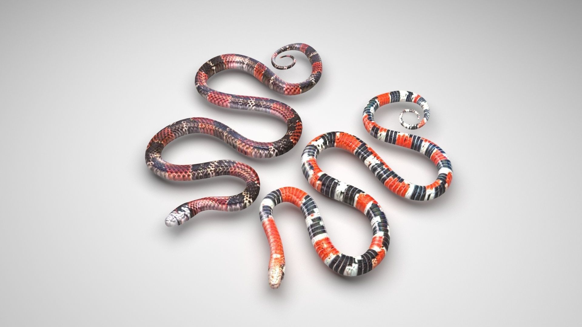 Snakes 3D model_3