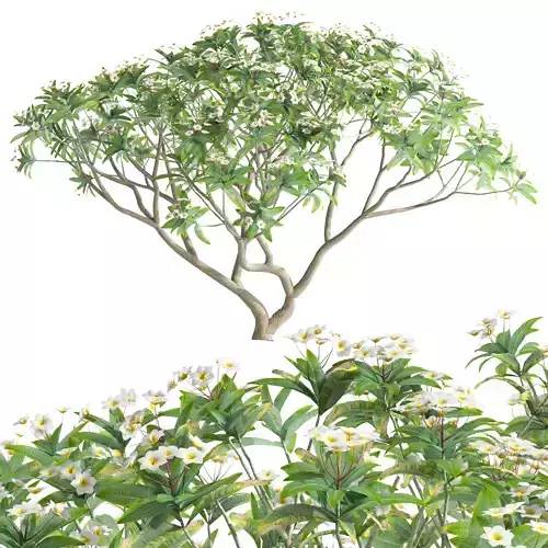 Plumeria rubra-Frangipani-02