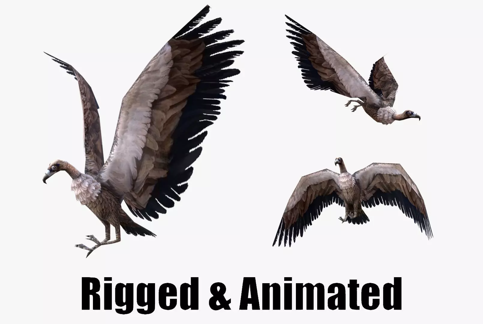 low-poly animated vulture Low-poly 3D model_0