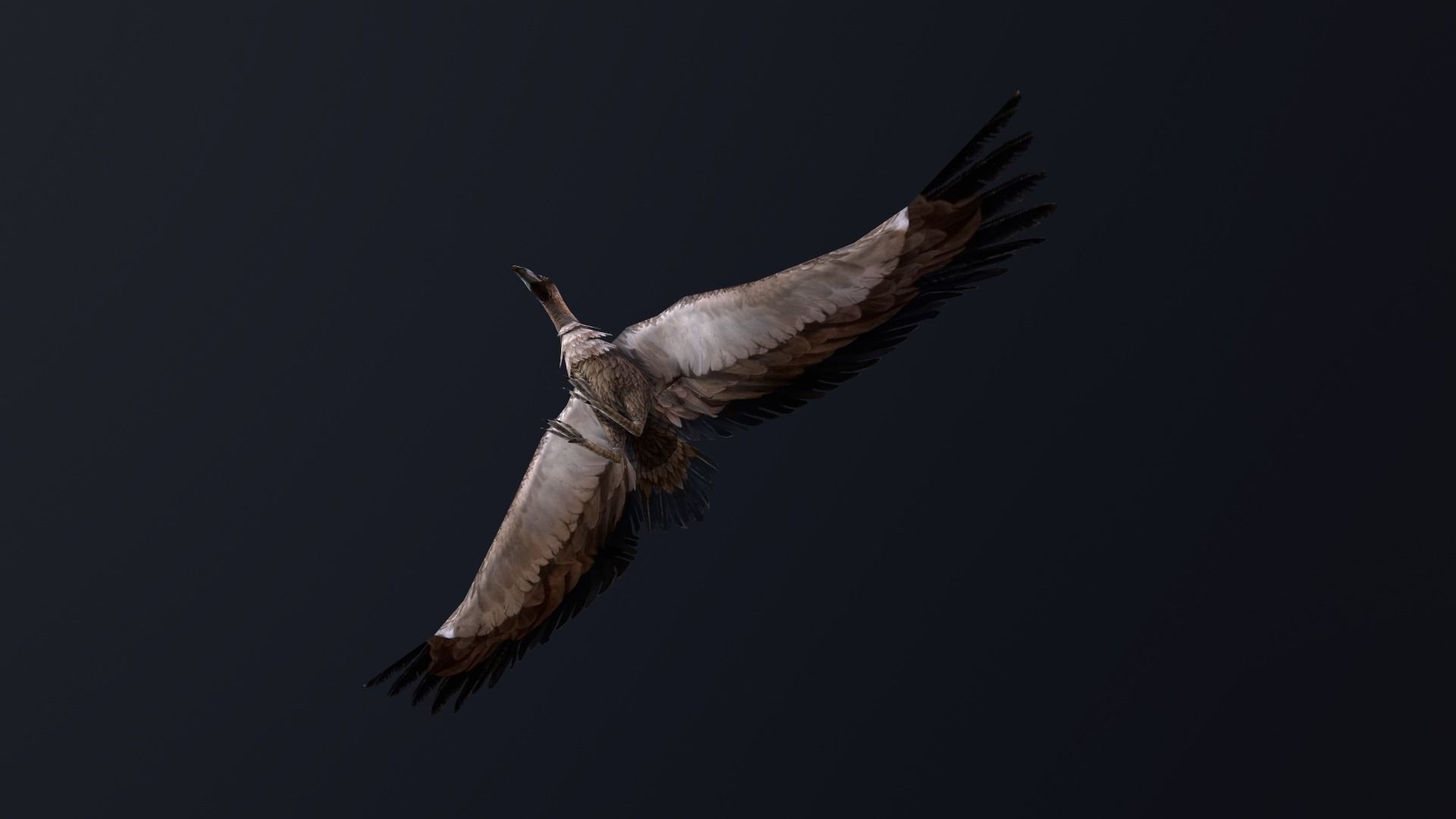 low-poly animated vulture Low-poly 3D model_5