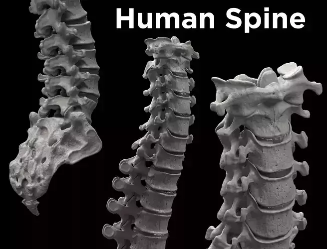 Human Spine - Spine Bones  Low-poly 3D model