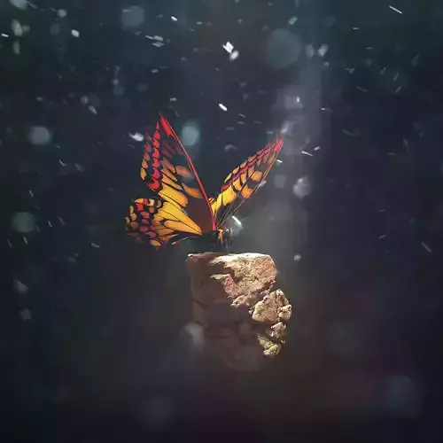 Butterfly on rock