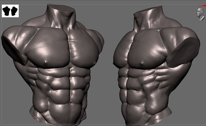 Body Builder Torso 3D model