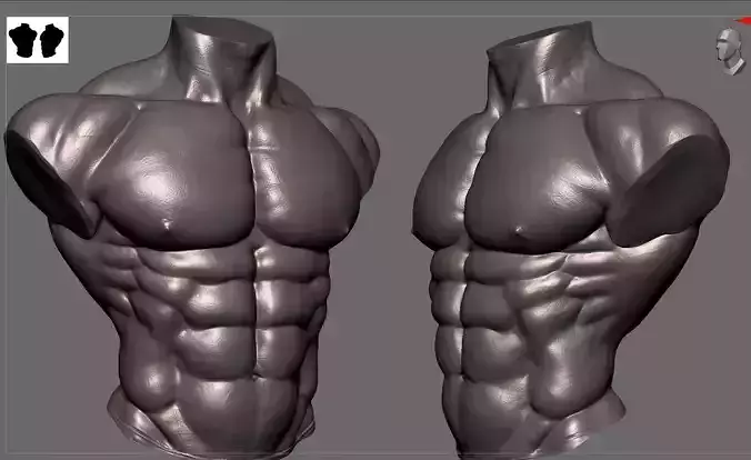 Body Builder Torso 3D model