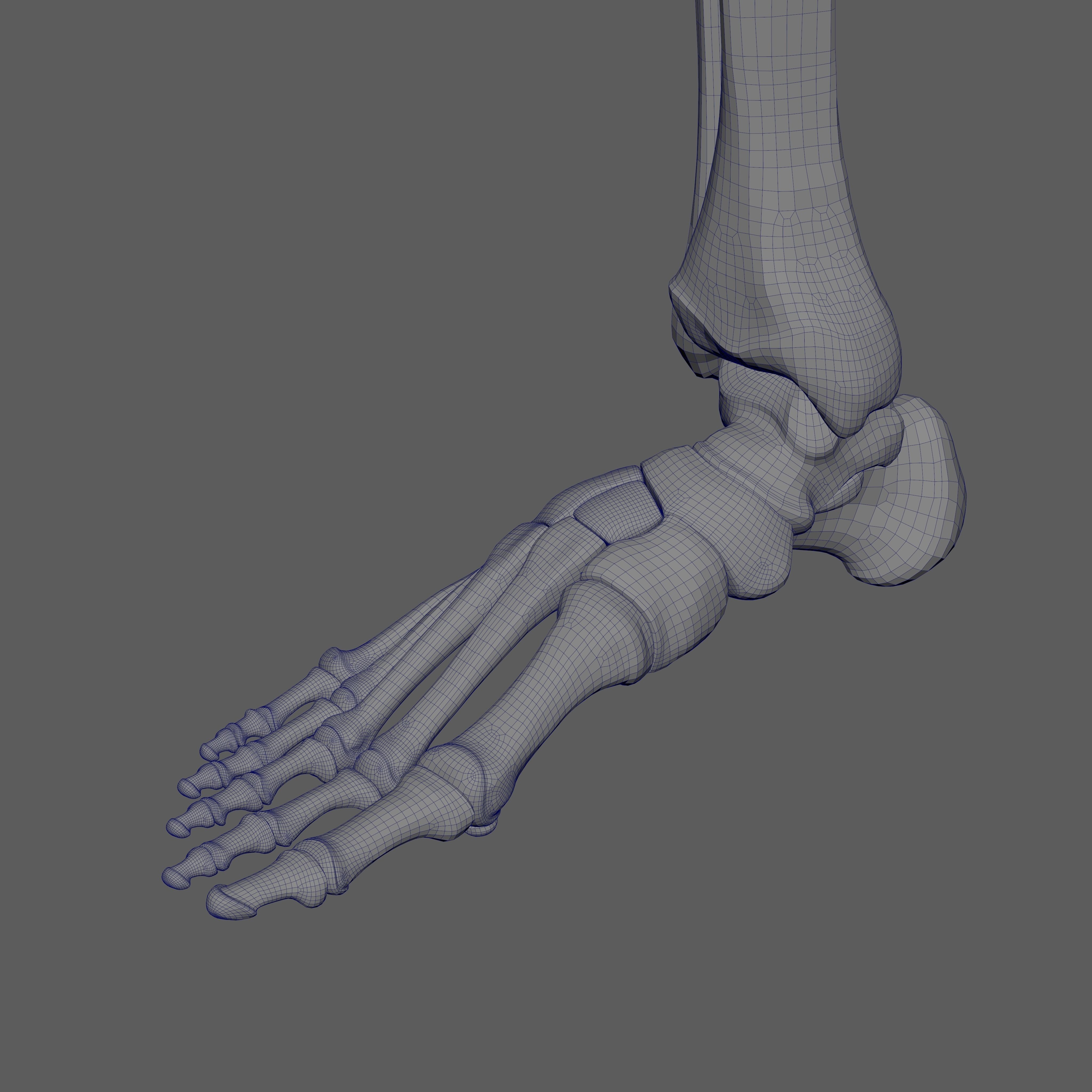Skeleton Rigged - Skeleton Rig - Skeletal System Low-poly 3D model_94