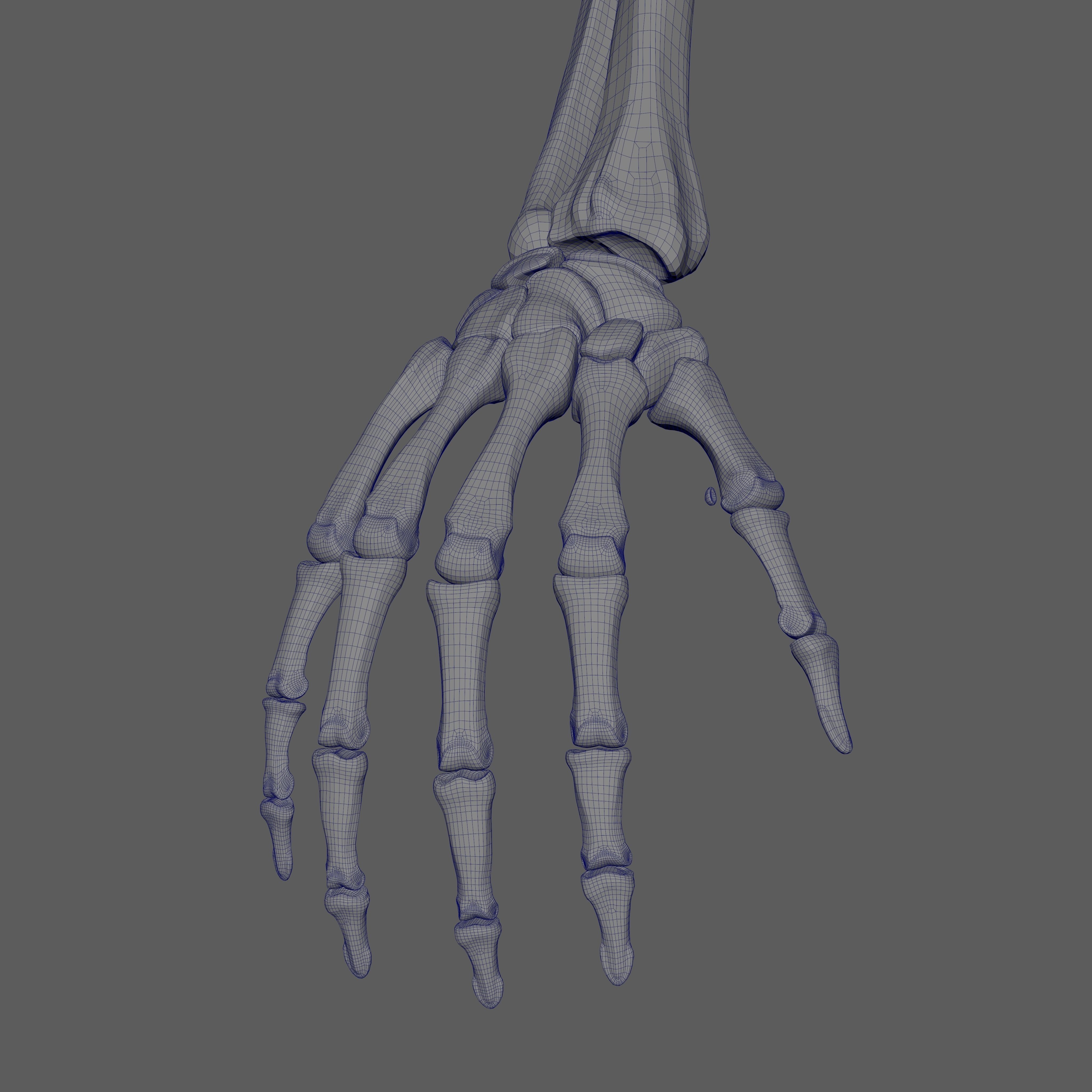 Skeleton Rigged - Skeleton Rig - Skeletal System Low-poly 3D model_86