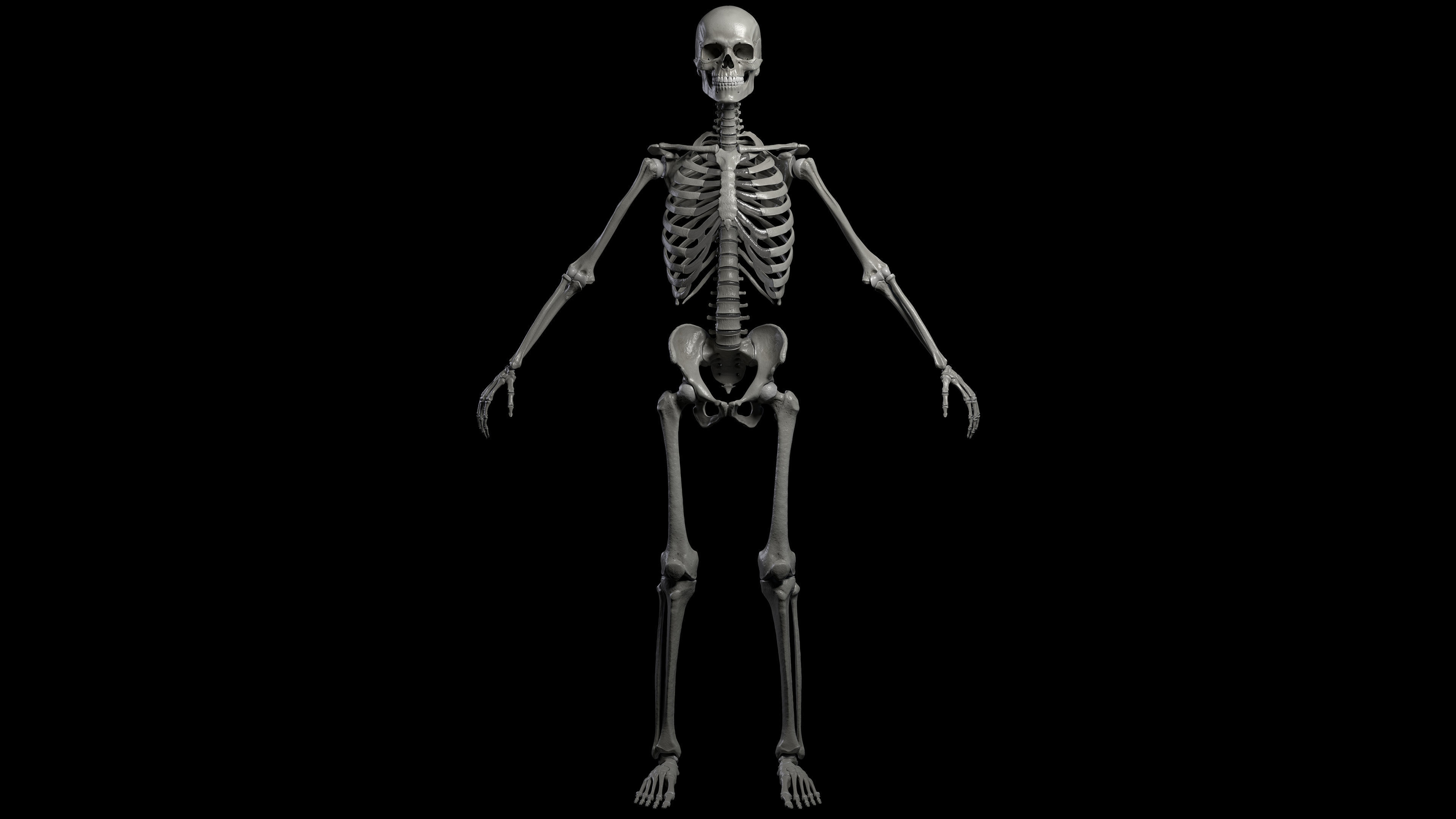 Skeleton Rigged - Skeleton Rig - Skeletal System Low-poly 3D model_22