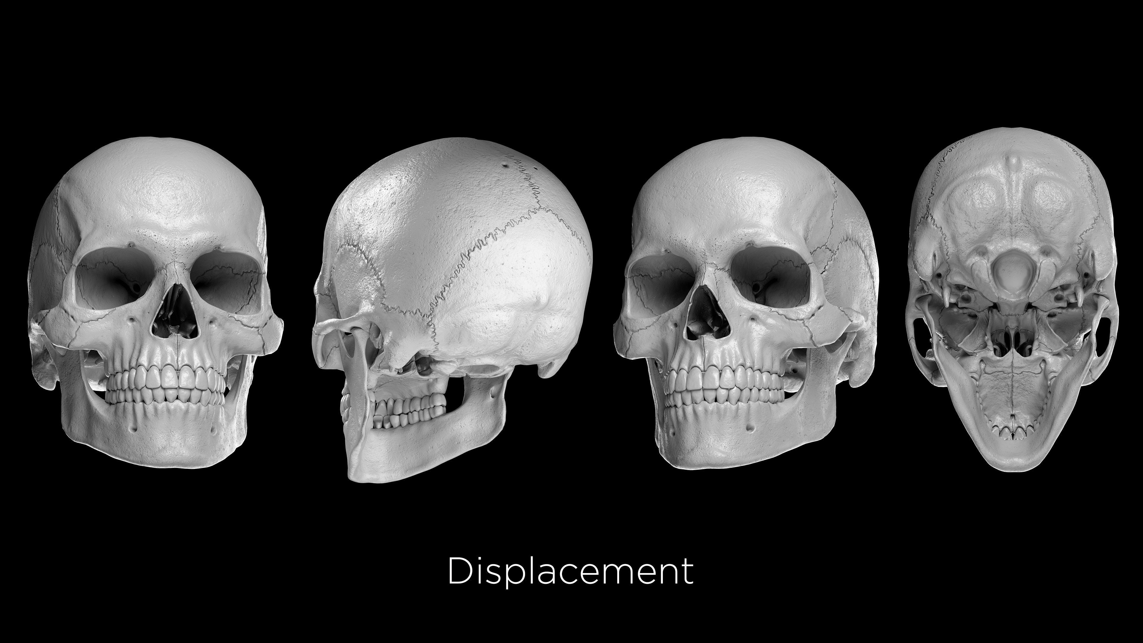 Skeleton Rigged - Skeleton Rig - Skeletal System Low-poly 3D model_33