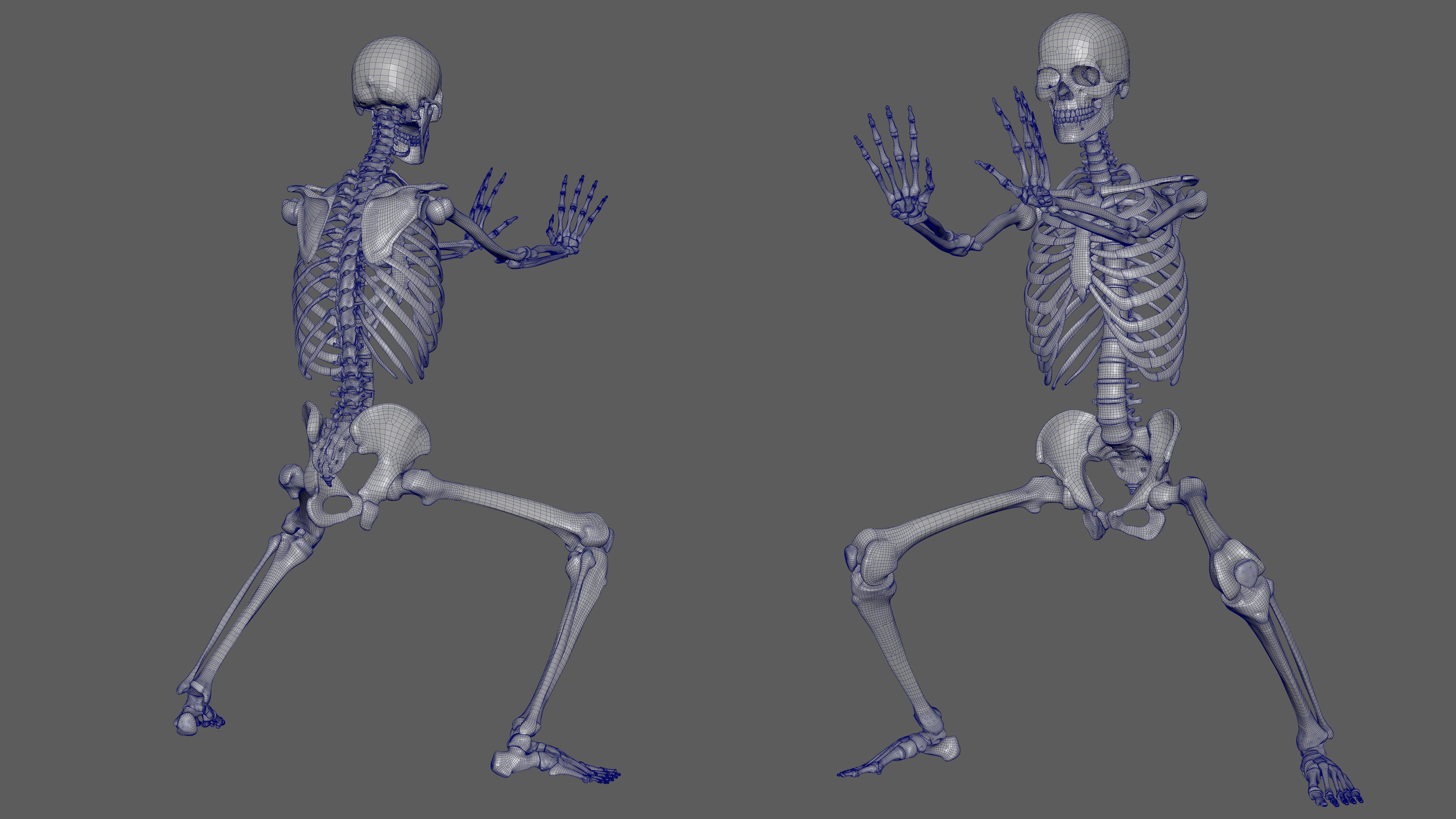 Skeleton Rigged - Skeleton Rig - Skeletal System Low-poly 3D model_101