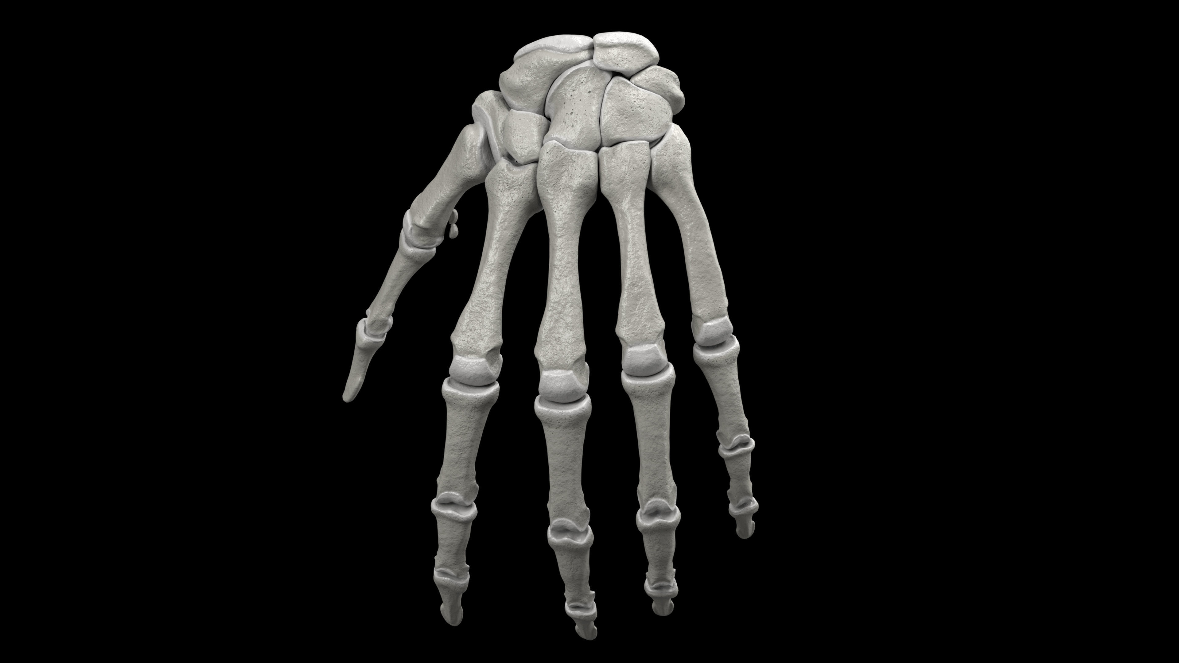 Skeleton Rigged - Skeleton Rig - Skeletal System Low-poly 3D model_42