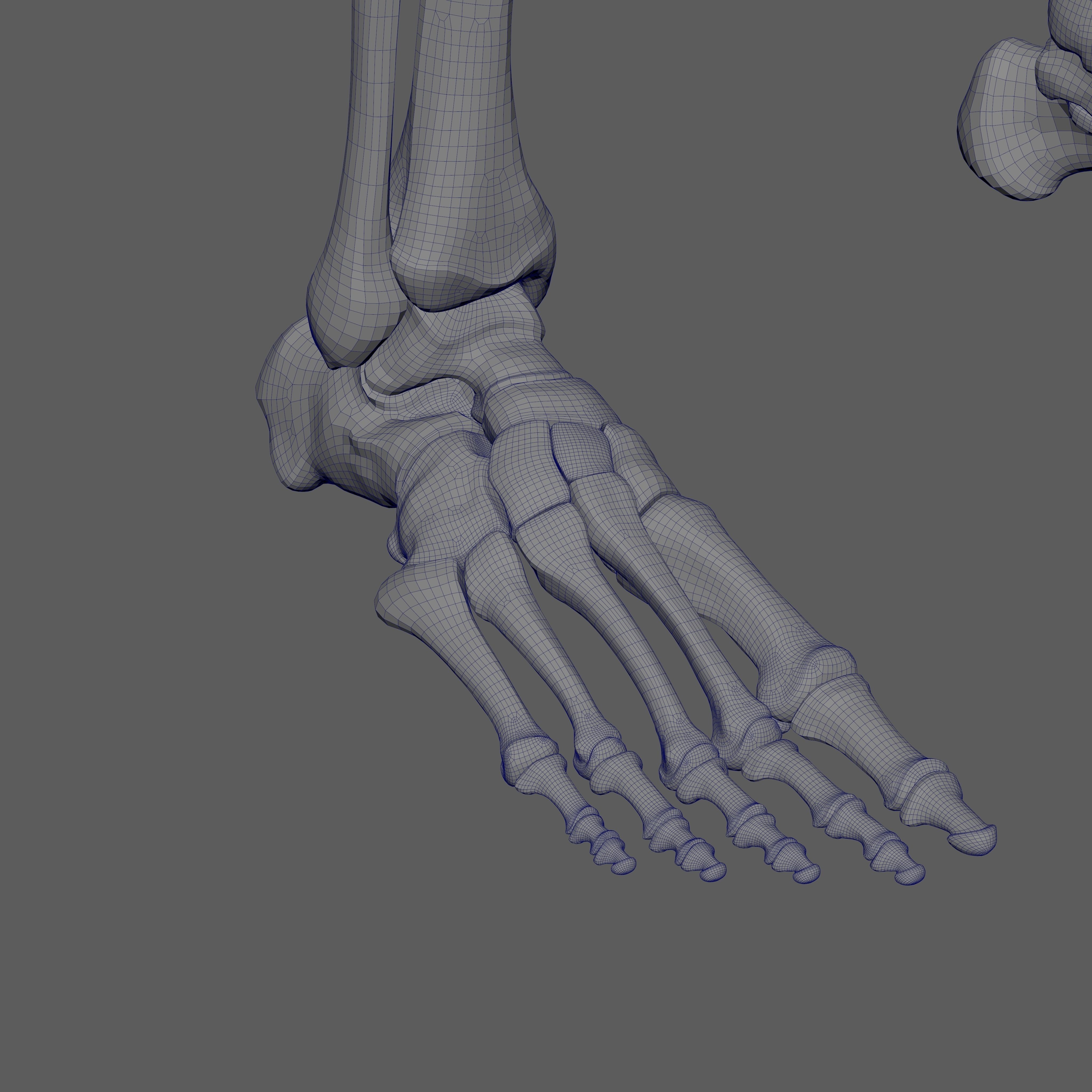 Skeleton Rigged - Skeleton Rig - Skeletal System Low-poly 3D model_90