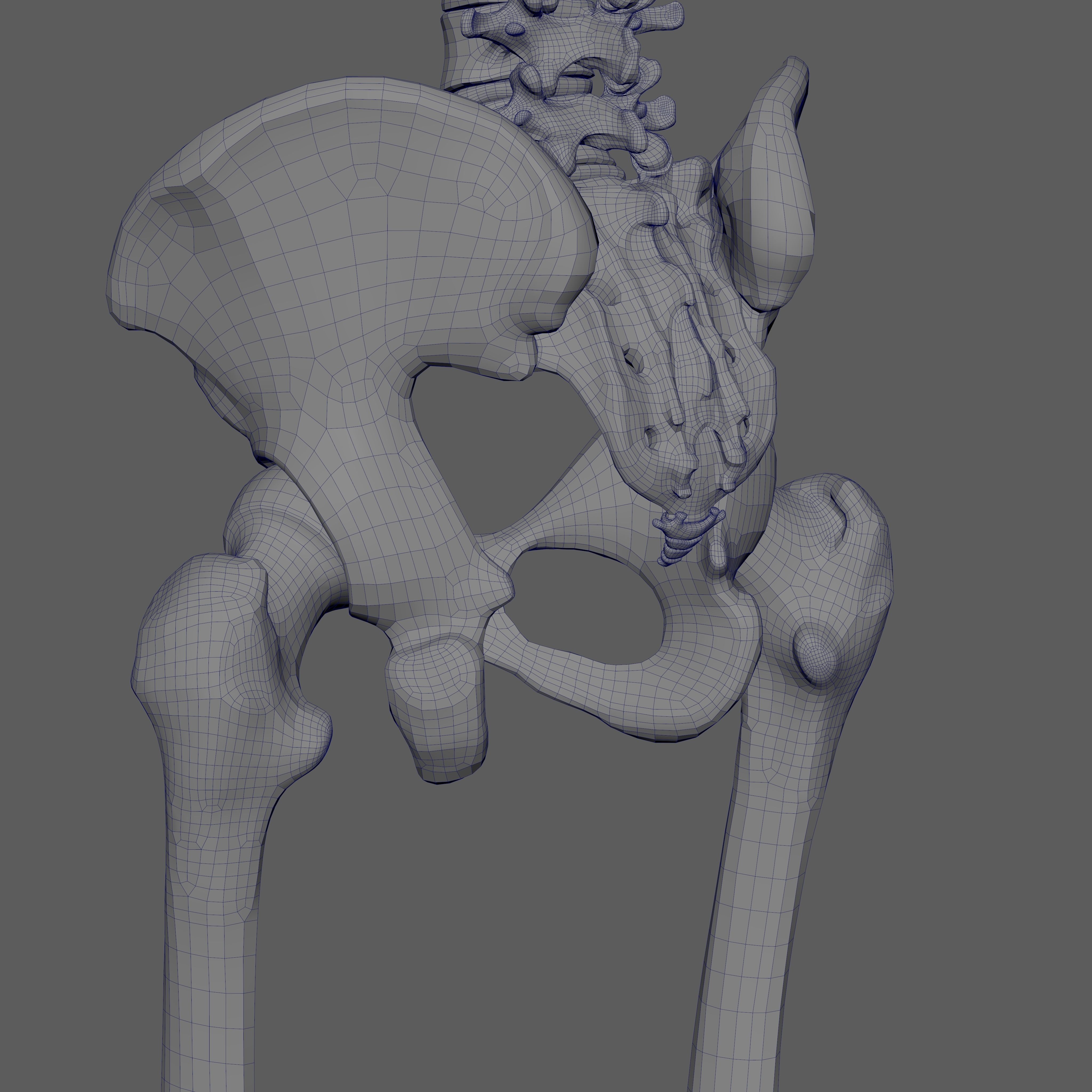 Skeleton Rigged - Skeleton Rig - Skeletal System Low-poly 3D model_93