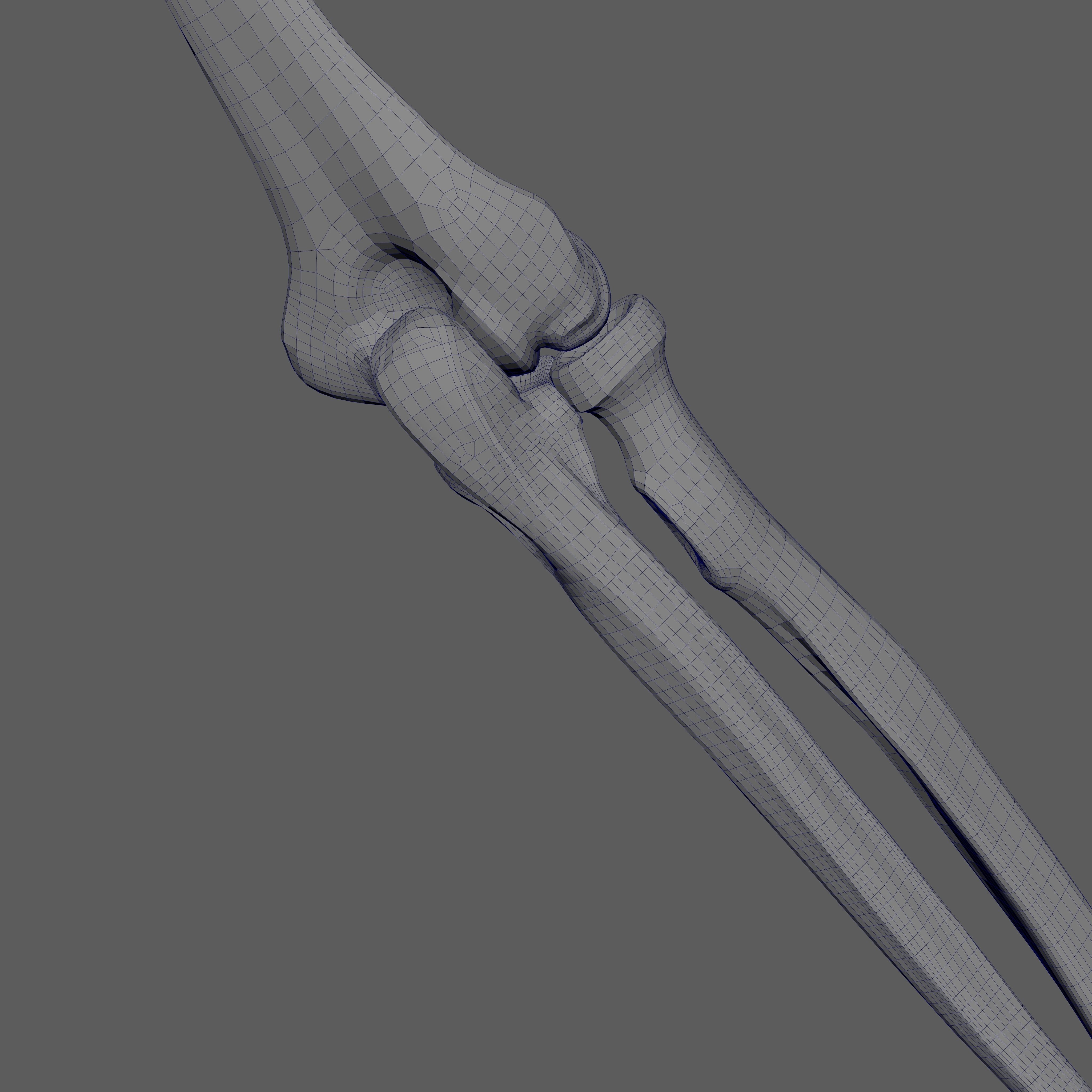 Skeleton Rigged - Skeleton Rig - Skeletal System Low-poly 3D model_88