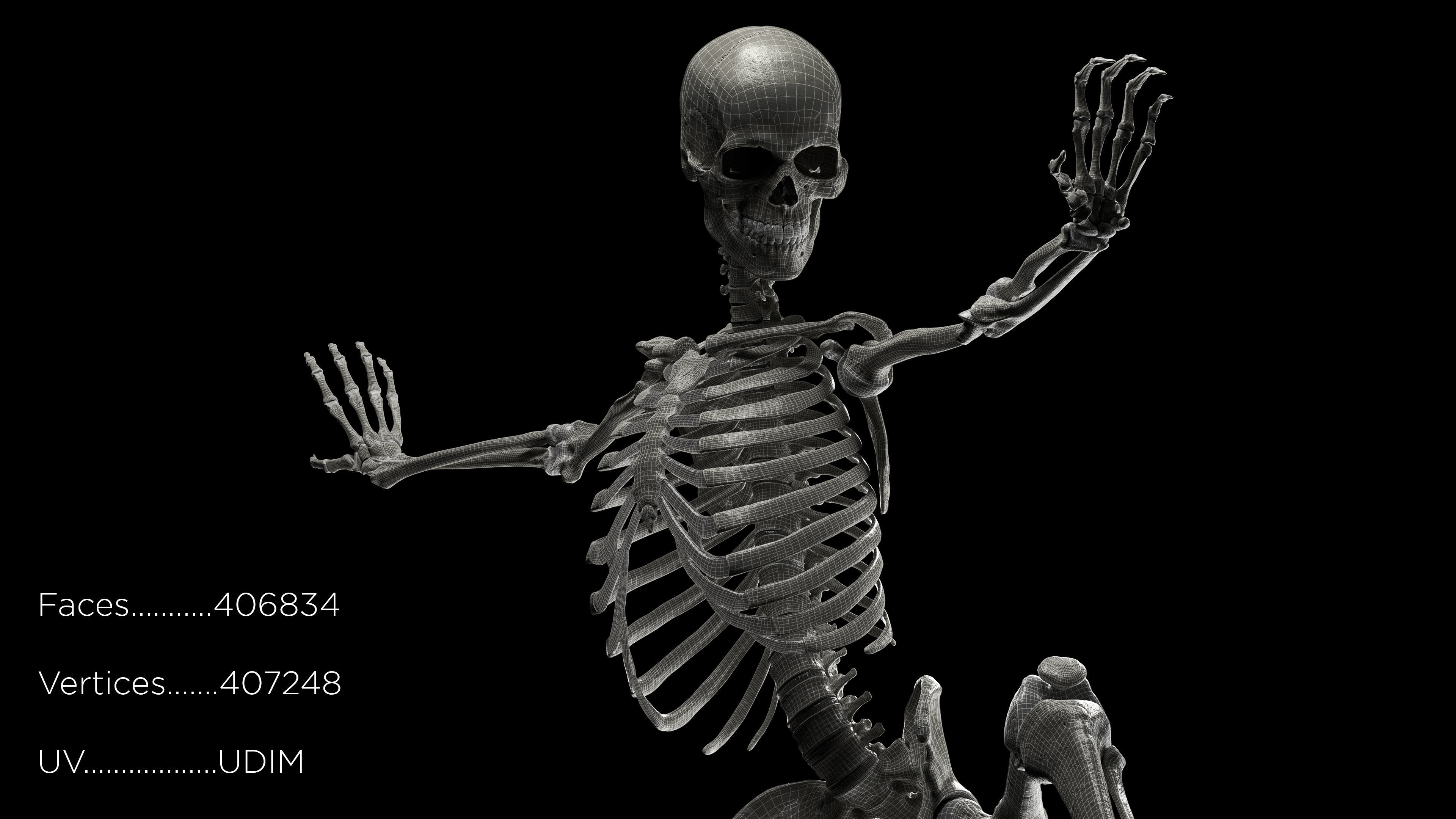 Skeleton Rigged - Skeleton Rig - Skeletal System Low-poly 3D model_13