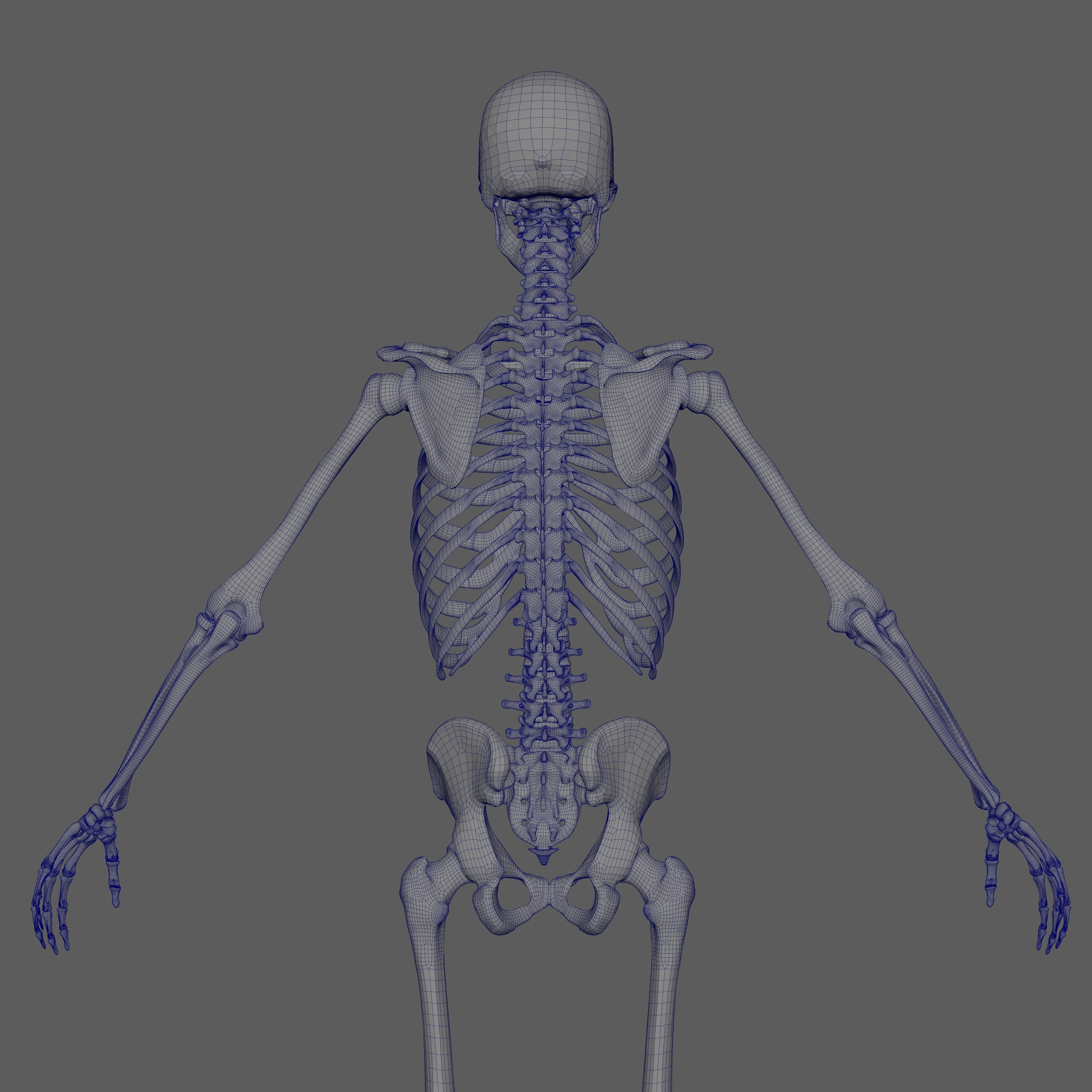 Skeleton Rigged - Skeleton Rig - Skeletal System Low-poly 3D model_73
