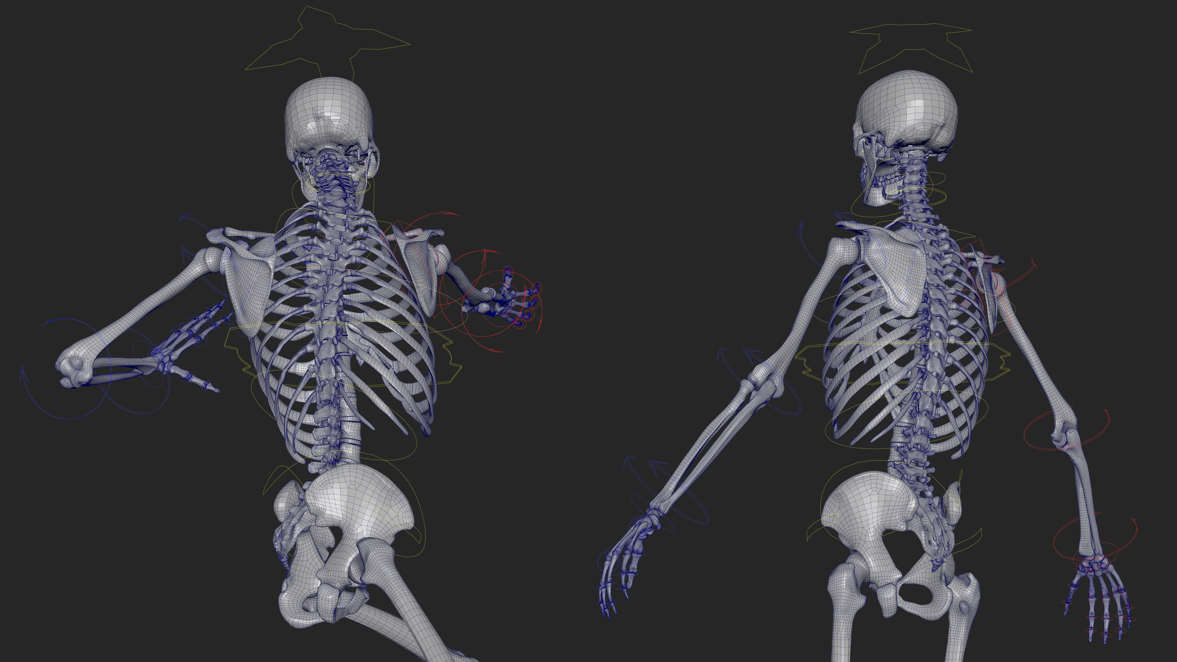 Skeleton Rigged - Skeleton Rig - Skeletal System Low-poly 3D model_63