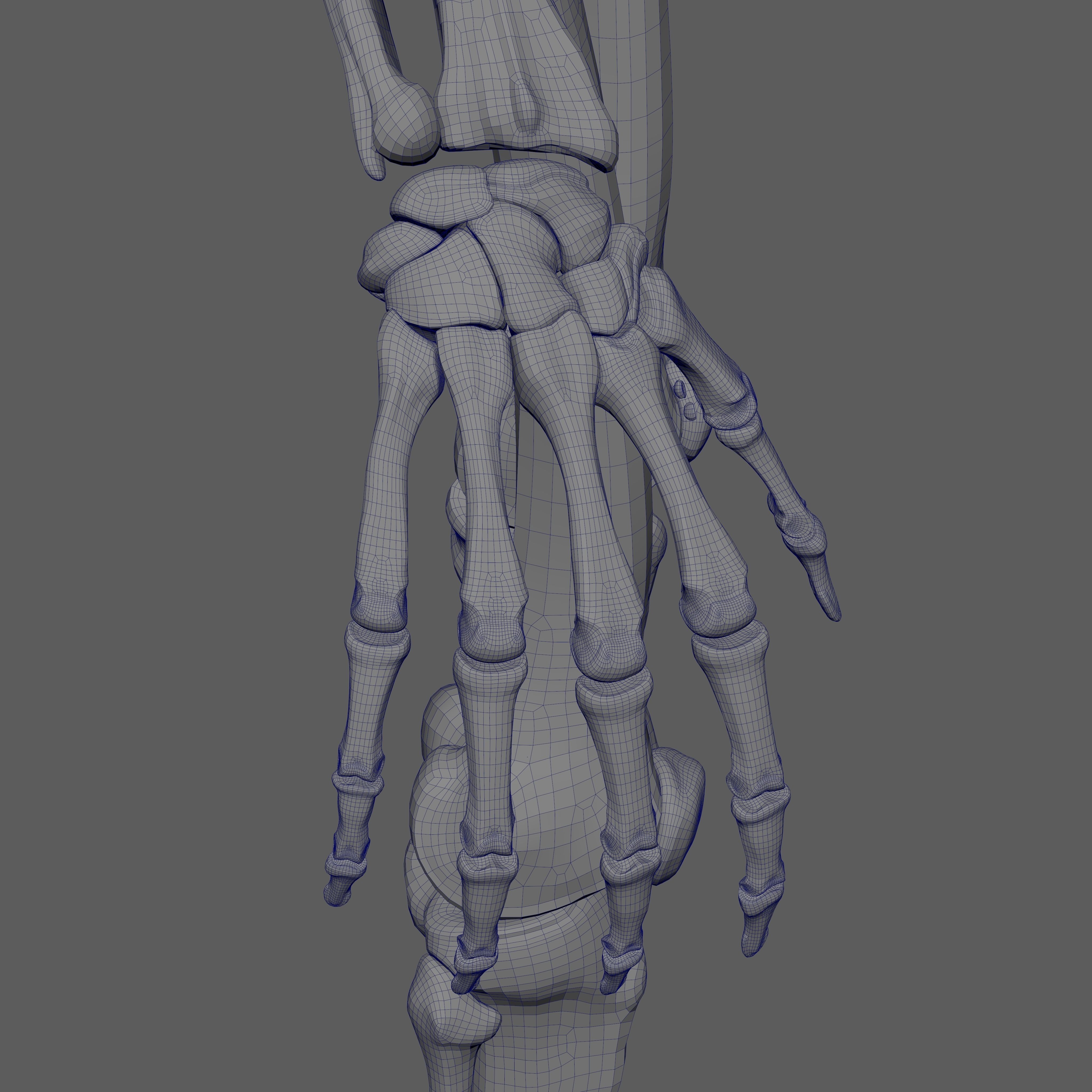 Skeleton Rigged - Skeleton Rig - Skeletal System Low-poly 3D model_84