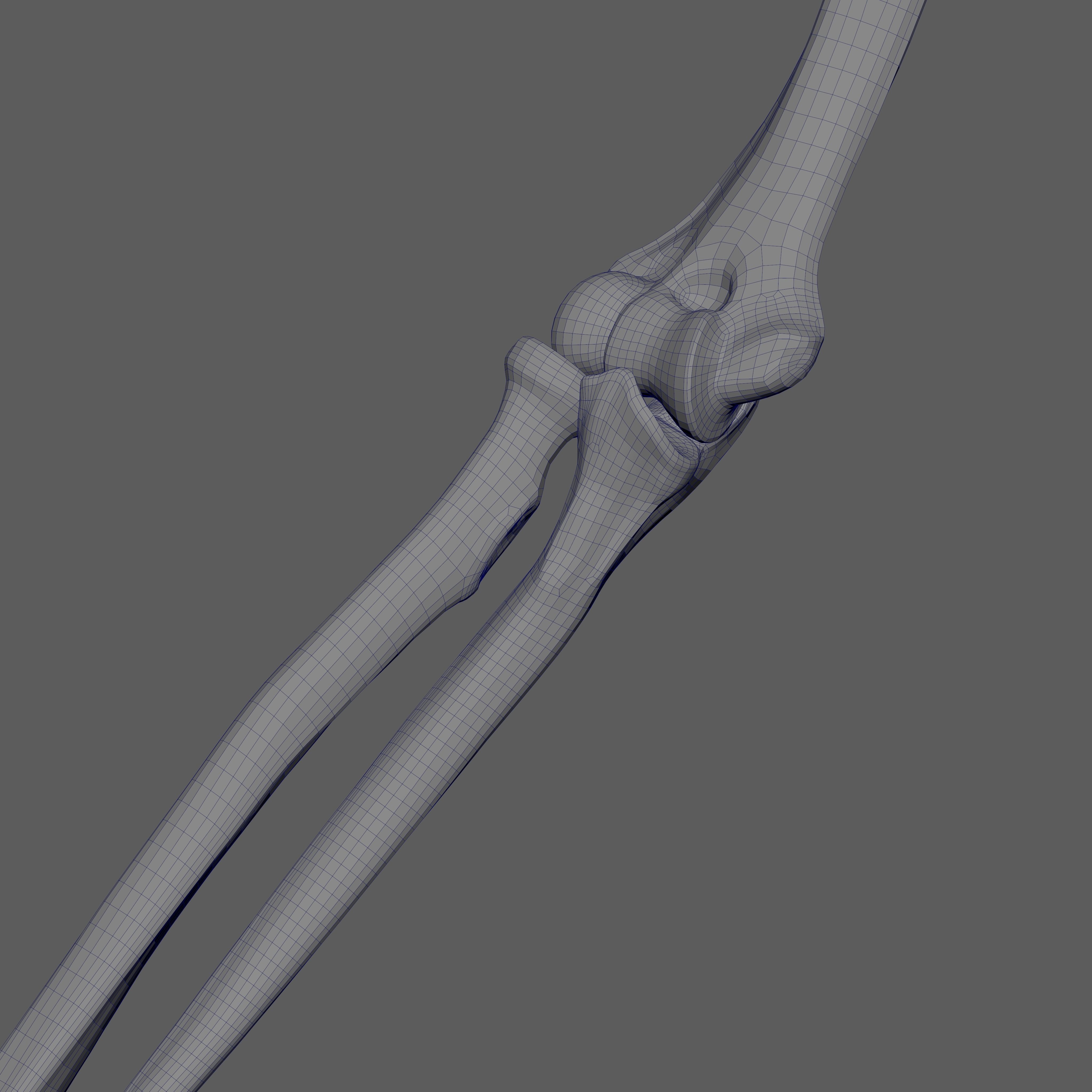 Skeleton Rigged - Skeleton Rig - Skeletal System Low-poly 3D model_89