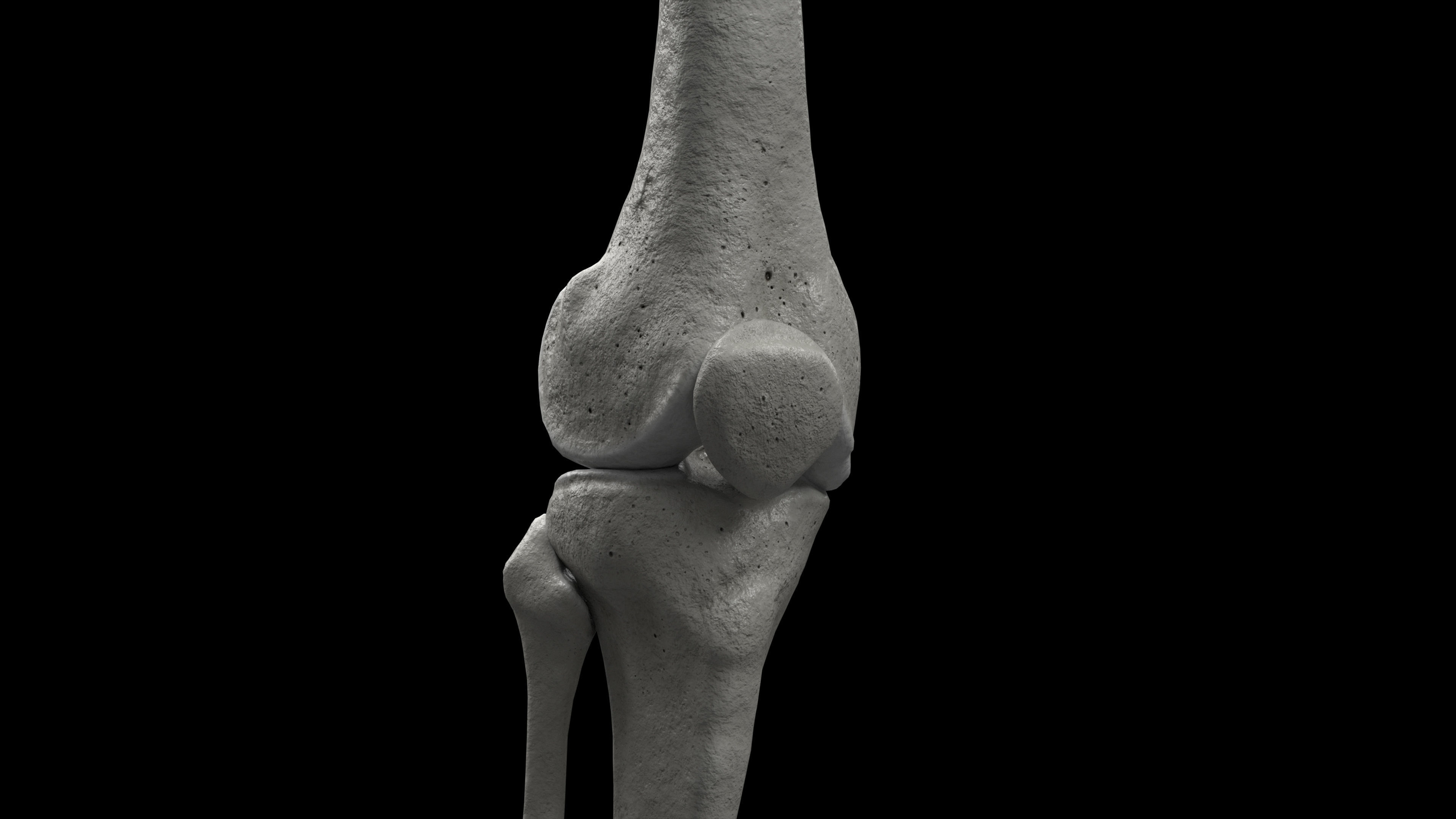 Skeleton Rigged - Skeleton Rig - Skeletal System Low-poly 3D model_49