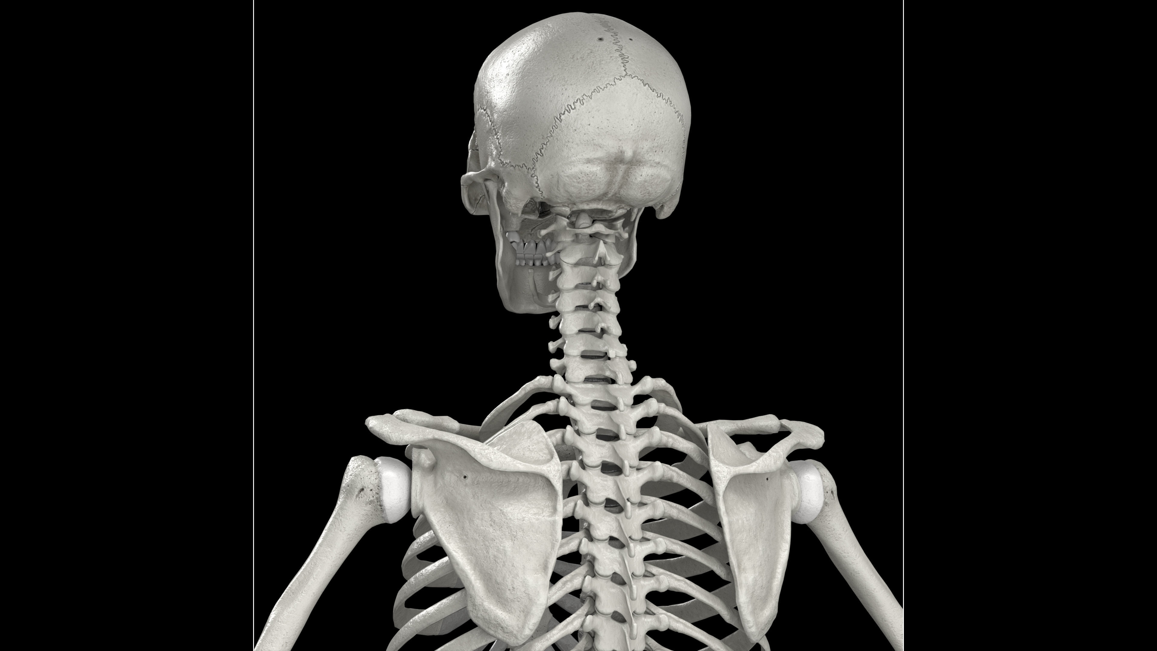 Skeleton Rigged - Skeleton Rig - Skeletal System Low-poly 3D model_31